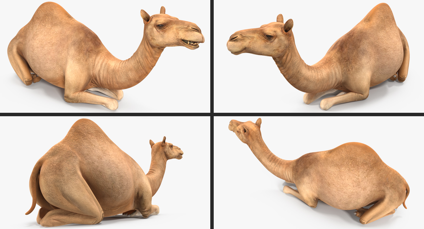Camel Rigged 3D