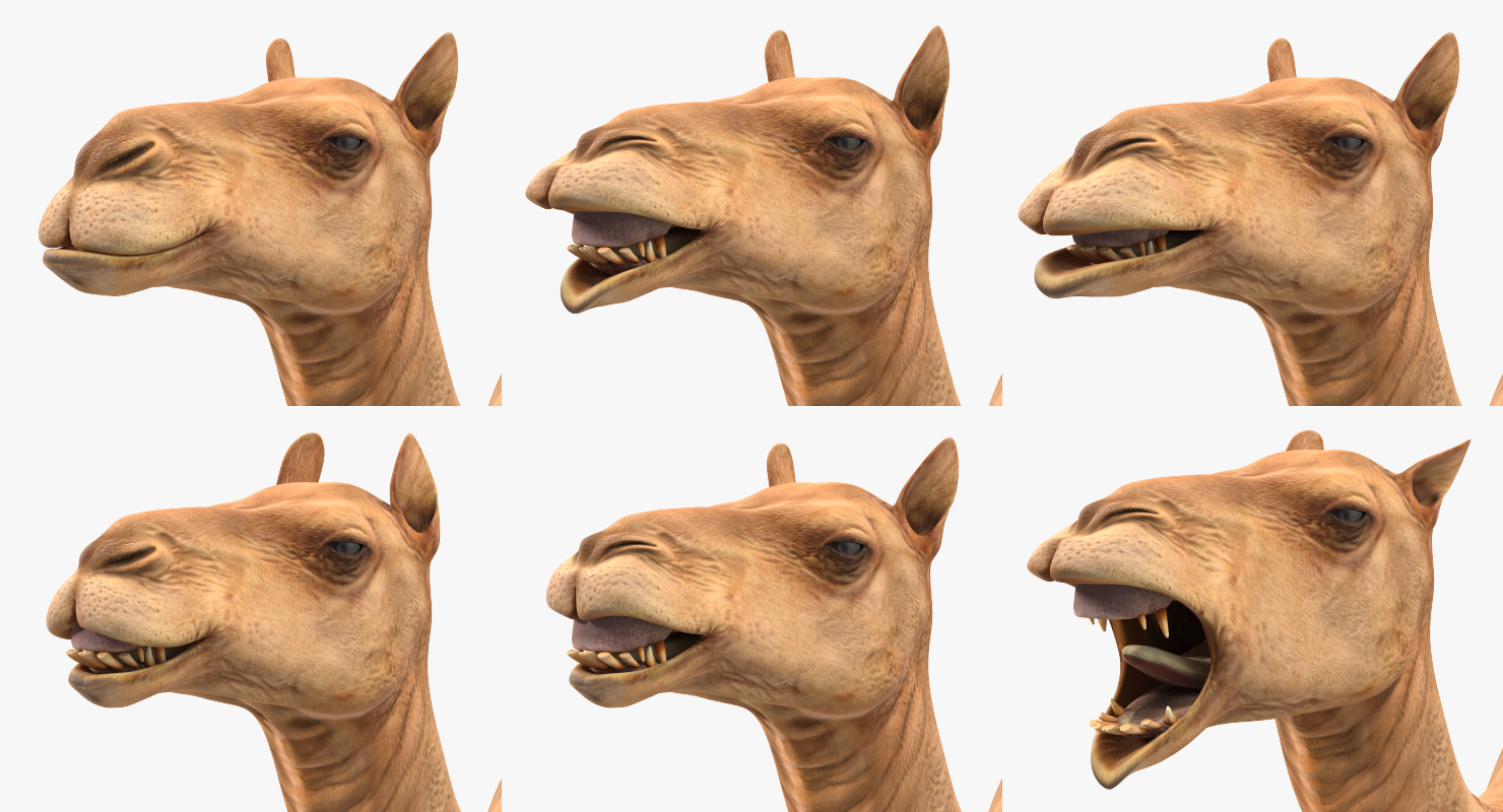 Camel Rigged 3D