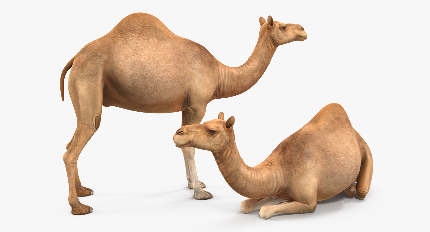 Camel Rigged 3D