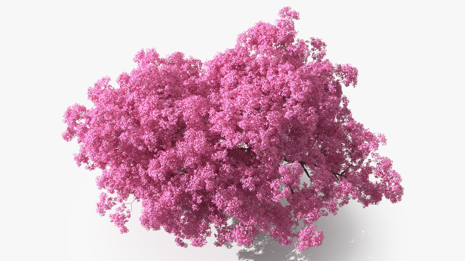 Pink Lapacho Tree 3D