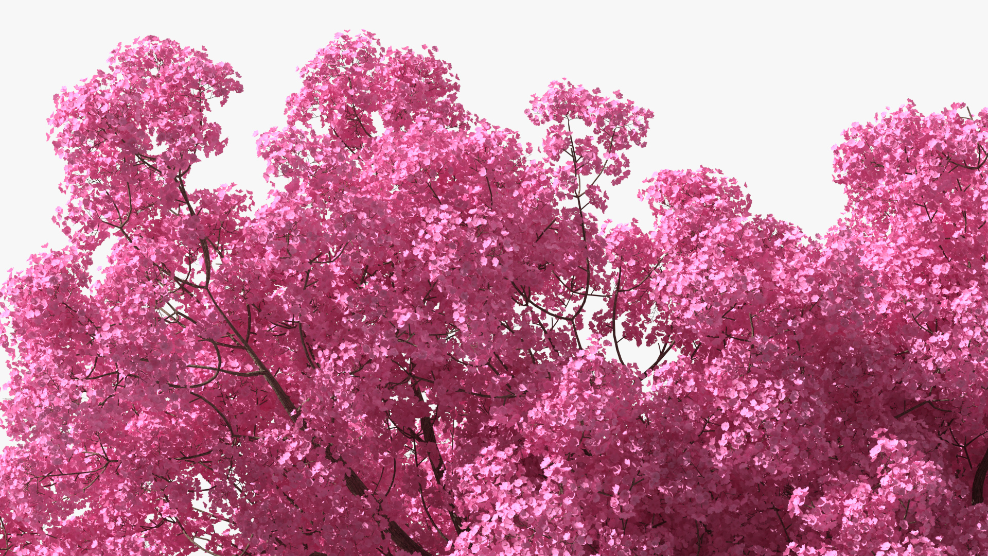 Pink Lapacho Tree 3D