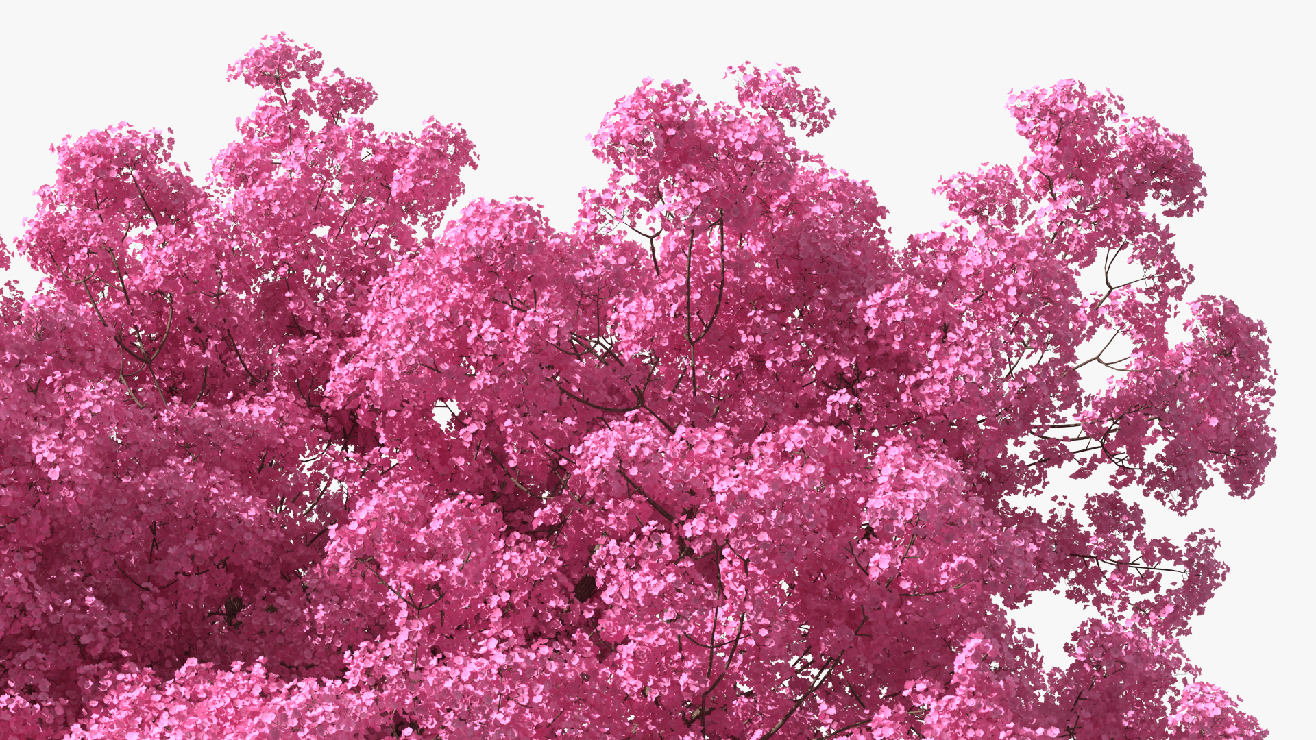 Pink Lapacho Tree 3D