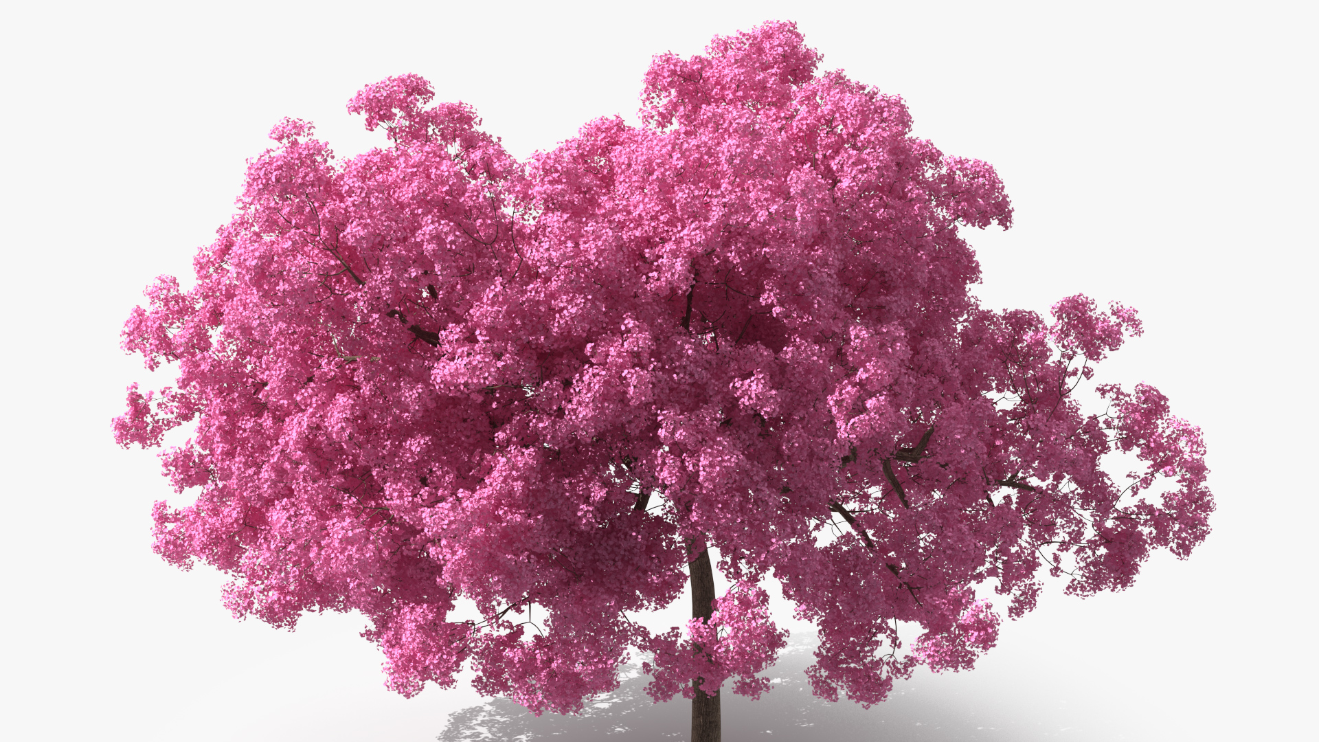 Pink Lapacho Tree 3D