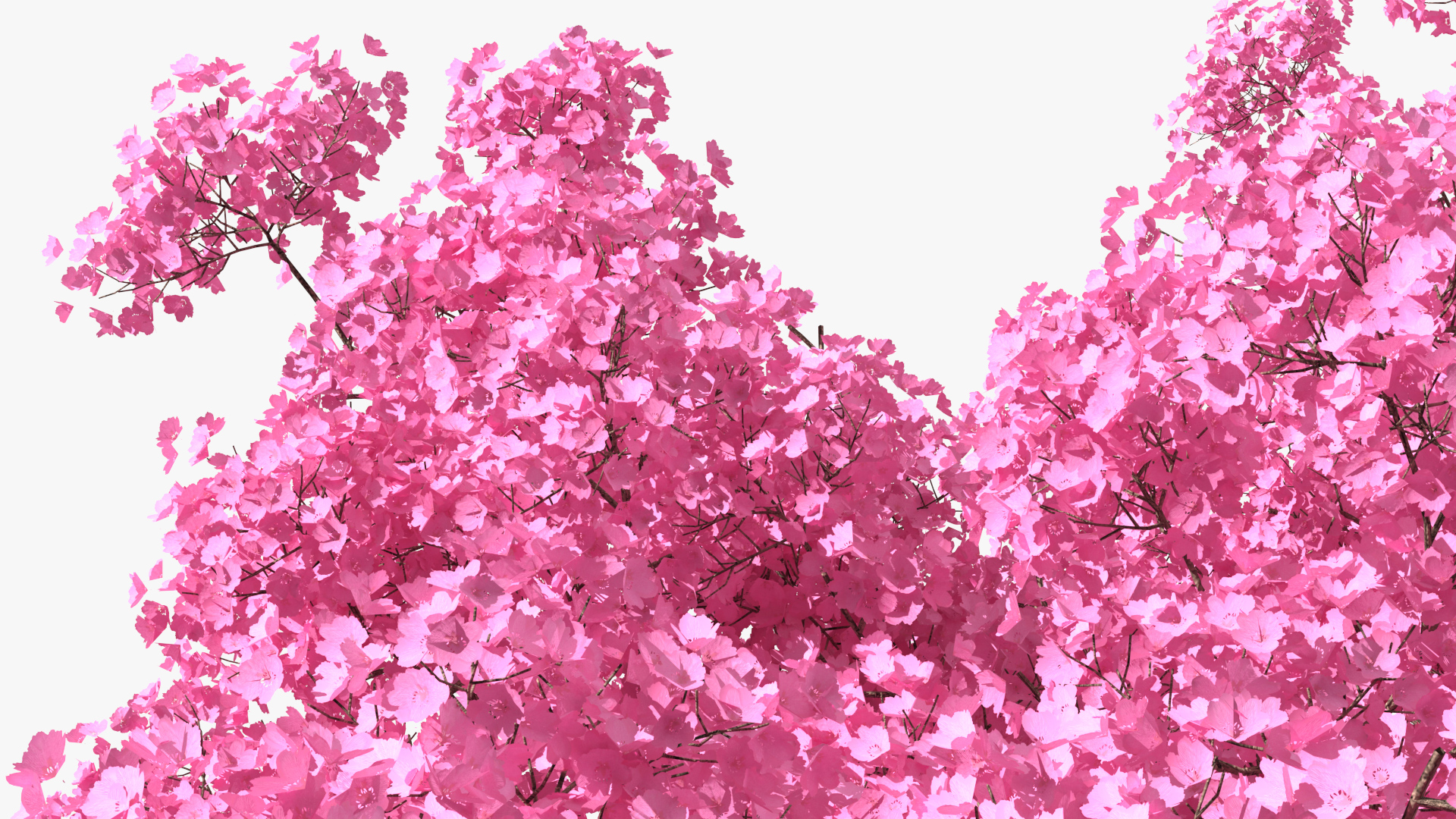 Pink Lapacho Tree 3D
