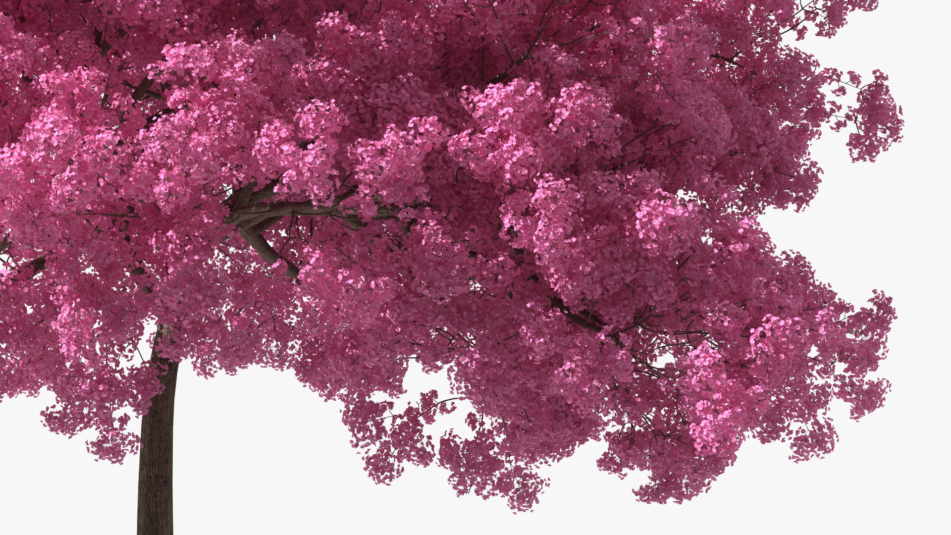 Pink Lapacho Tree 3D