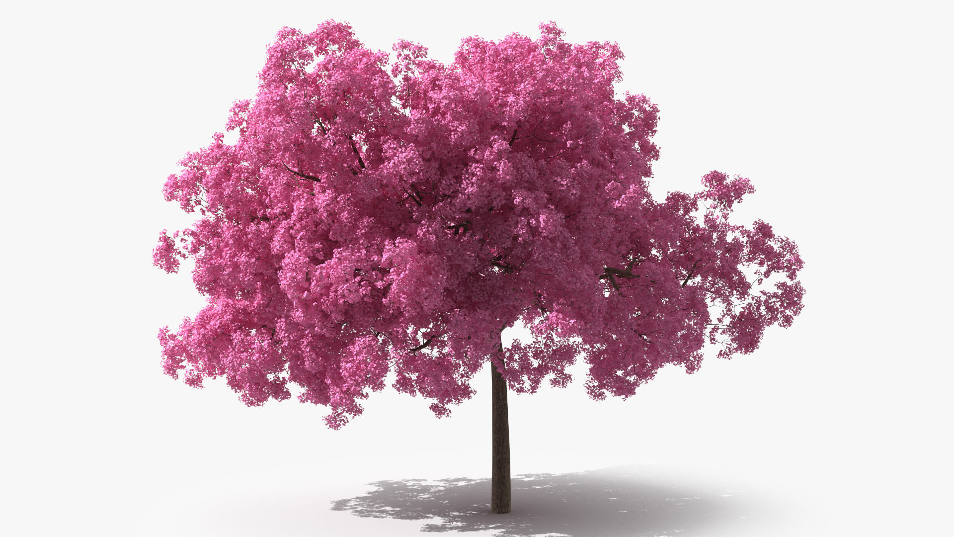 Pink Lapacho Tree 3D