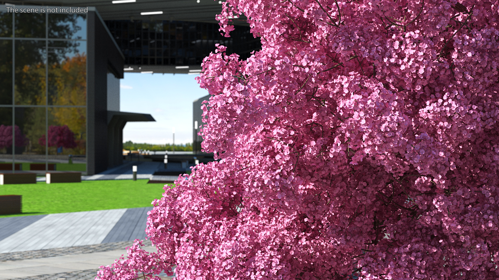Pink Lapacho Tree 3D