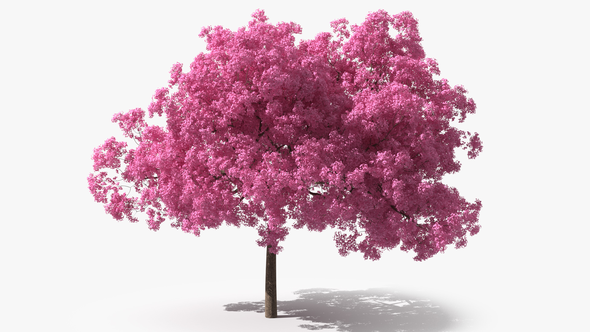 Pink Lapacho Tree 3D