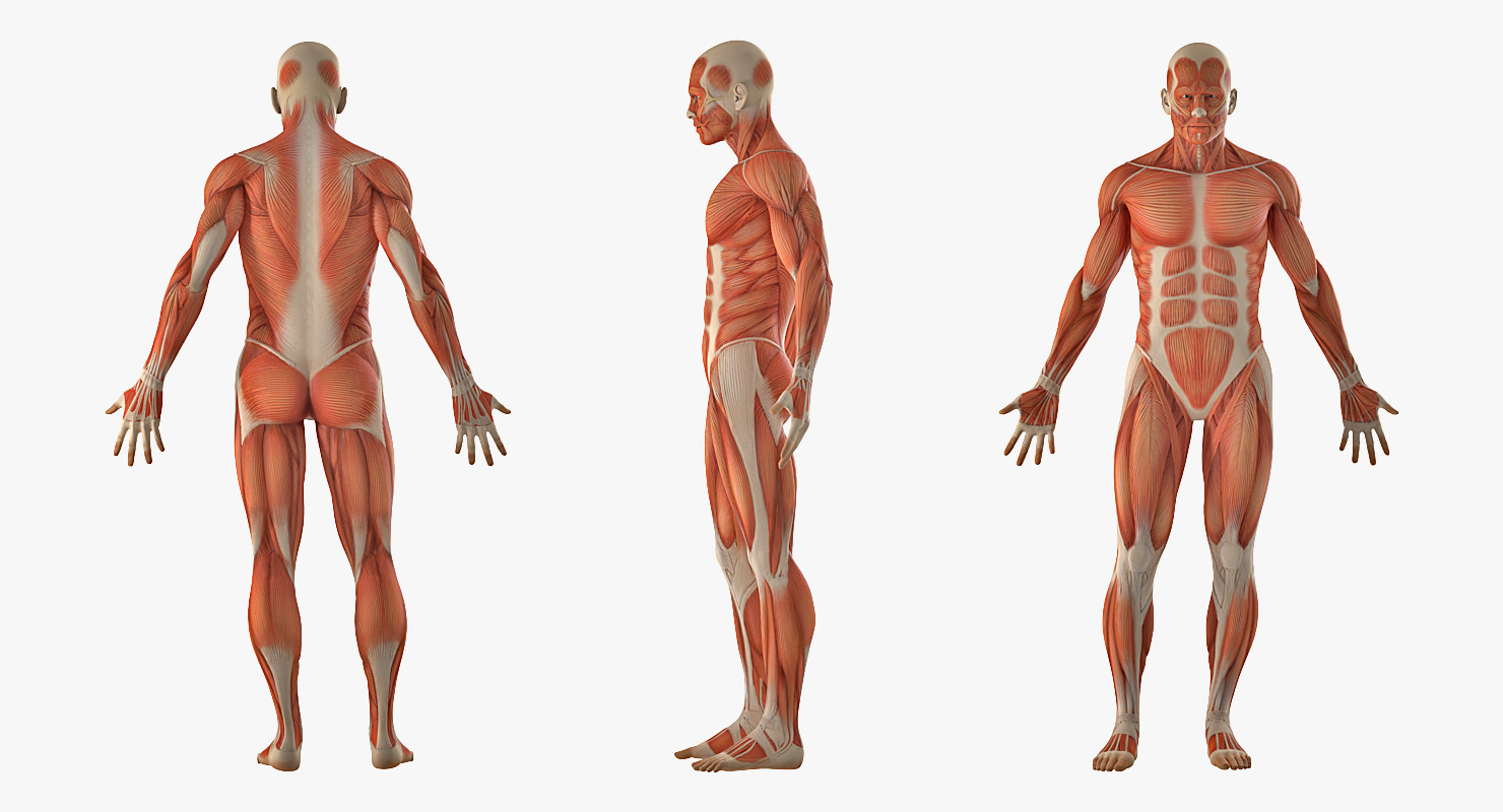 3D Male Anatomy Muscular System model
