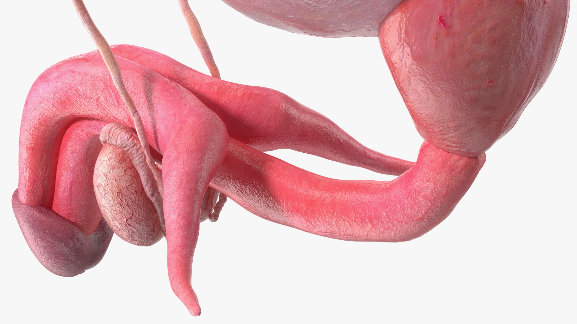 Male Reproductive System 3D model