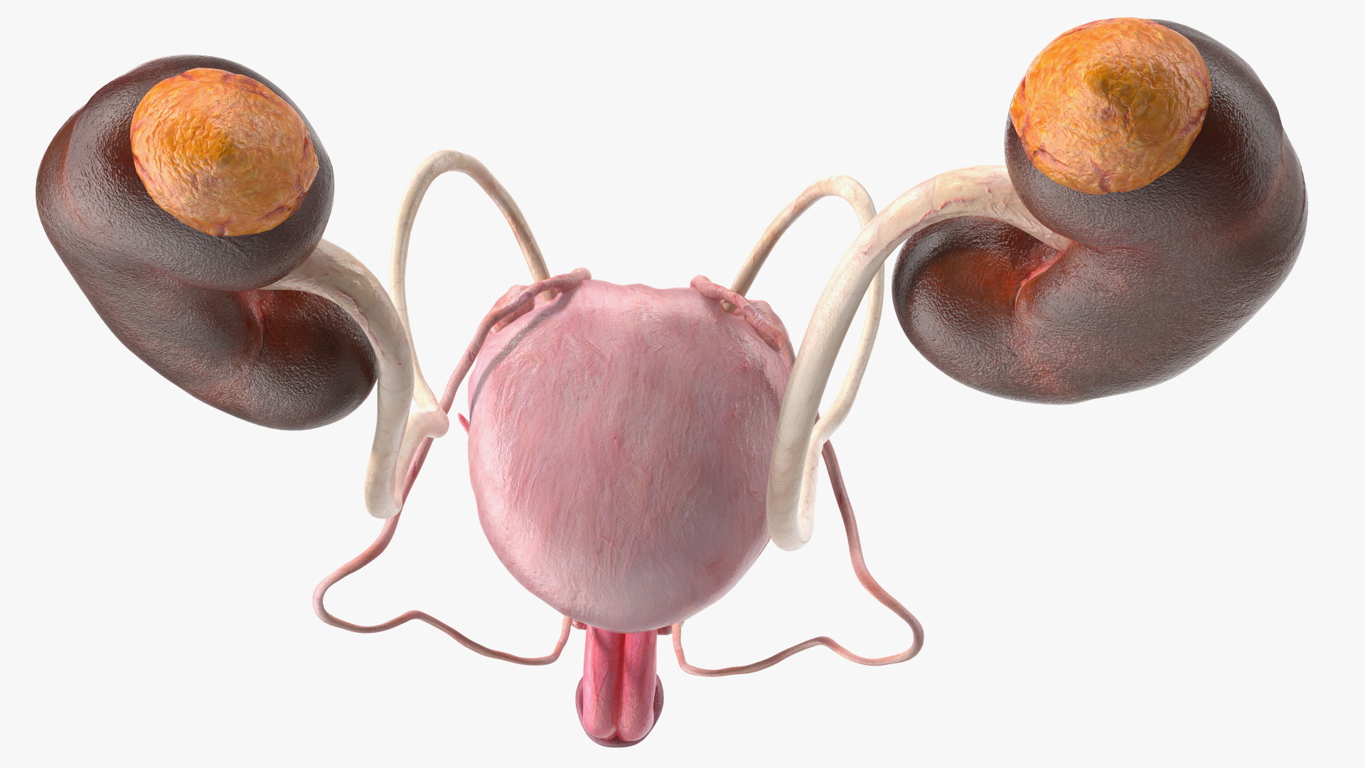 Male Reproductive System 3D model