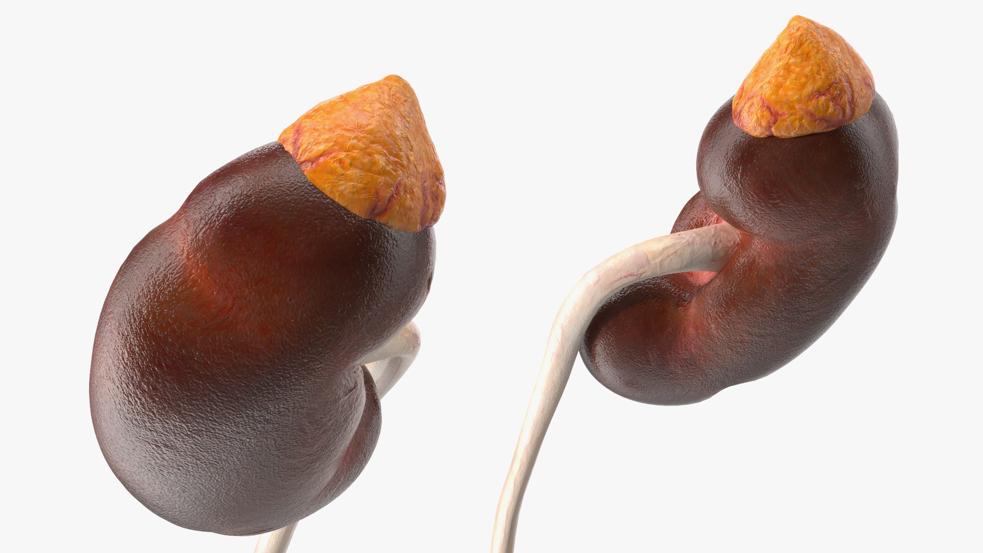 Male Reproductive System 3D model