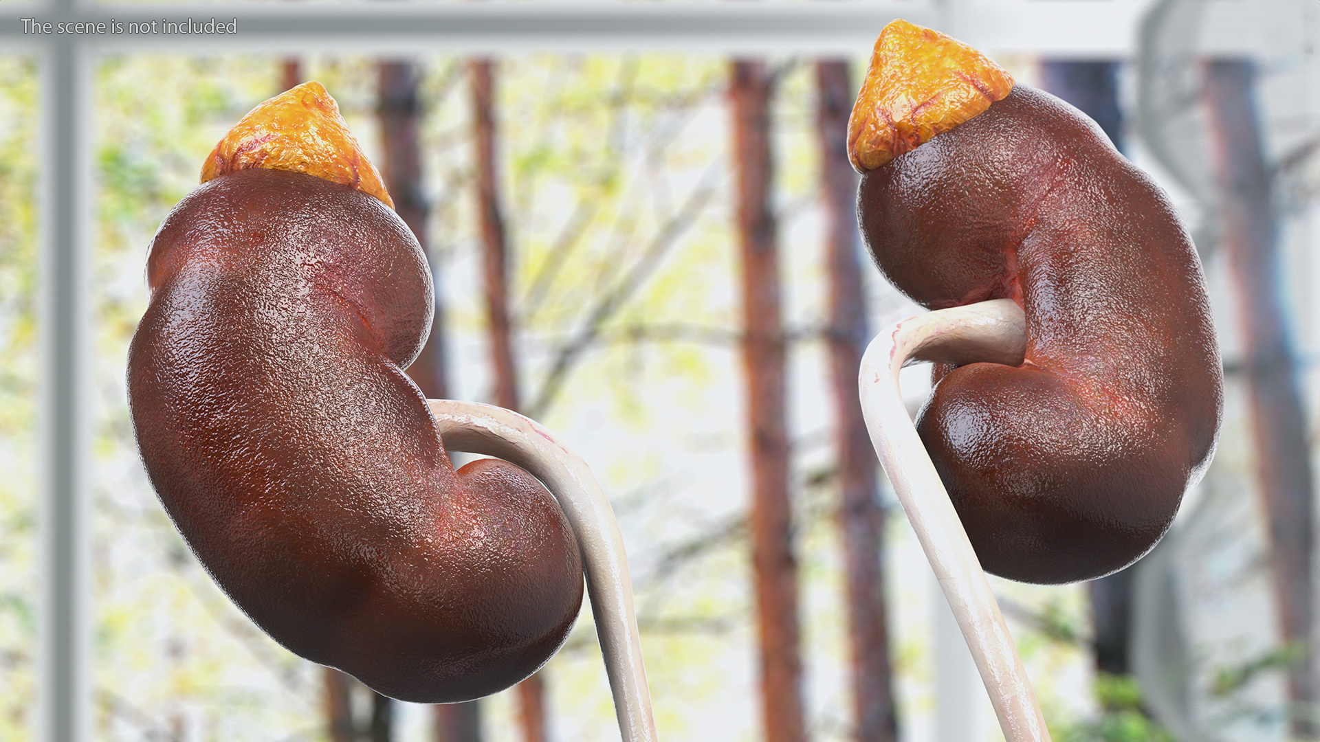 Male Reproductive System 3D model
