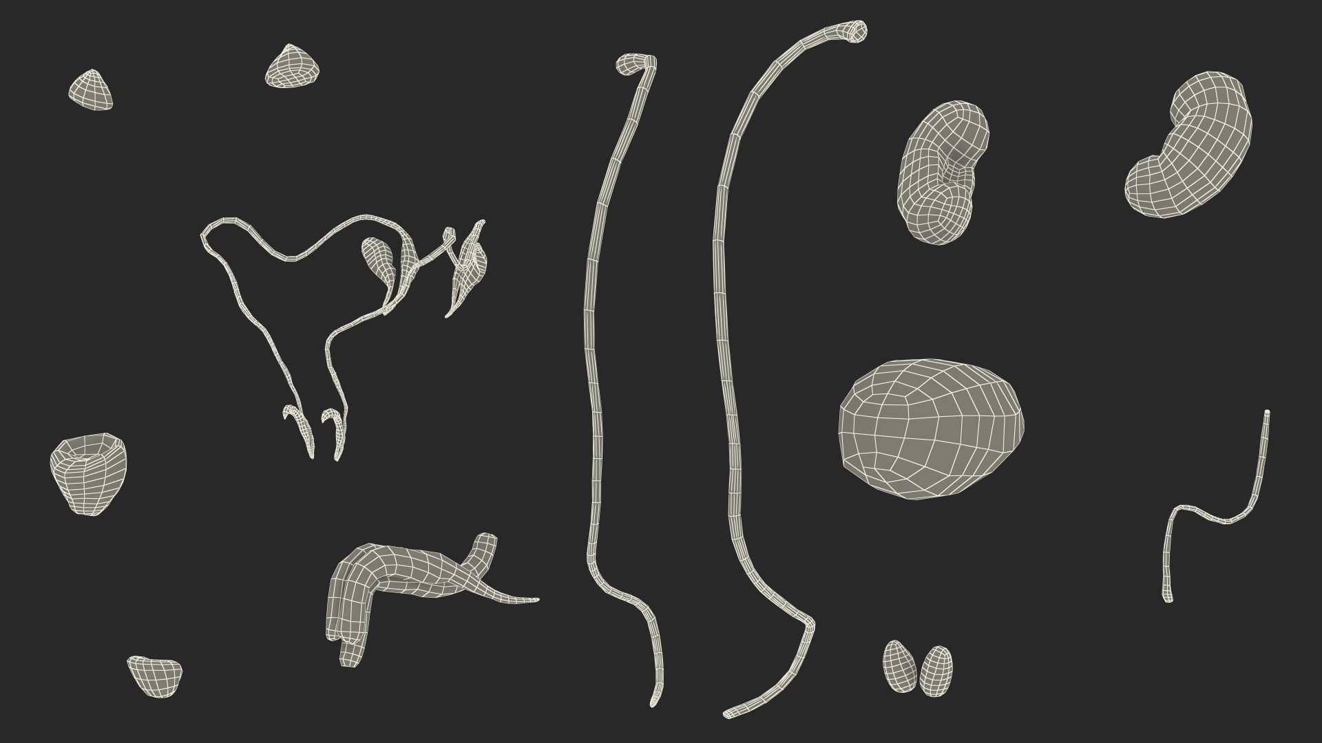 Male Reproductive System 3D model