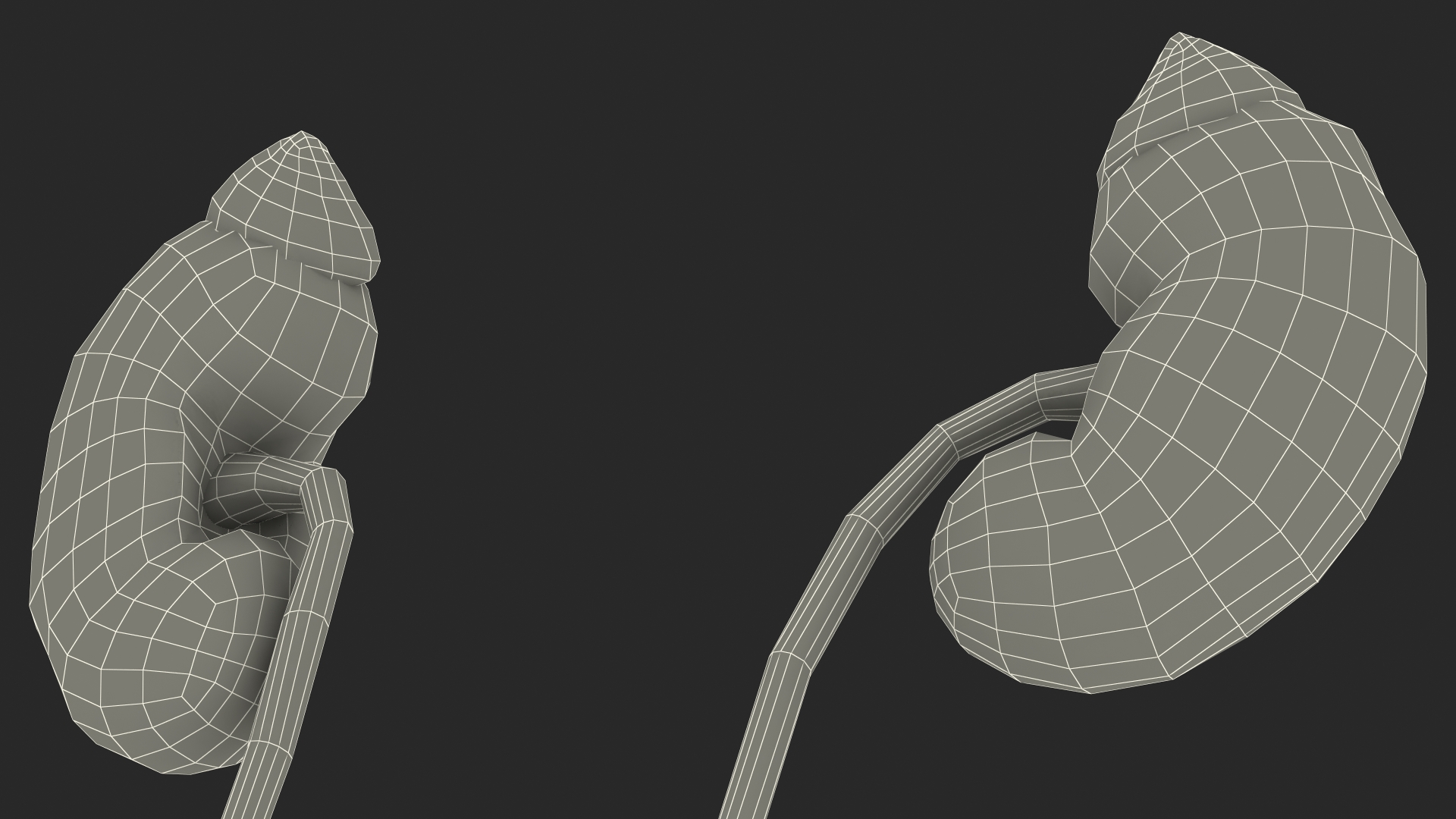 Male Reproductive System 3D model