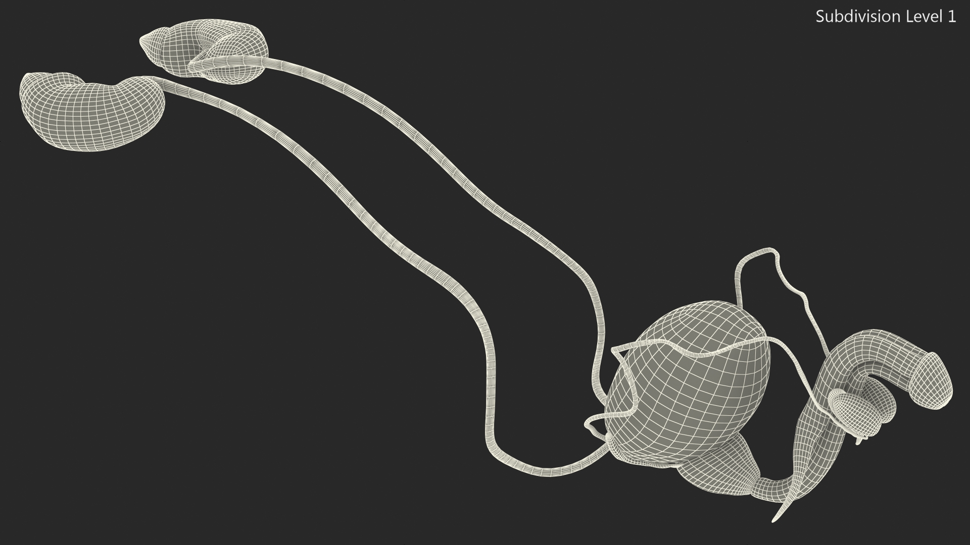 Male Reproductive System 3D model