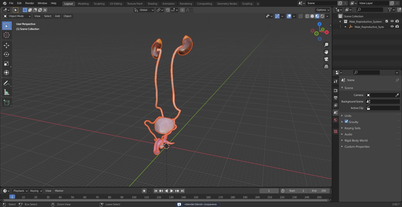 Male Reproductive System 3D model