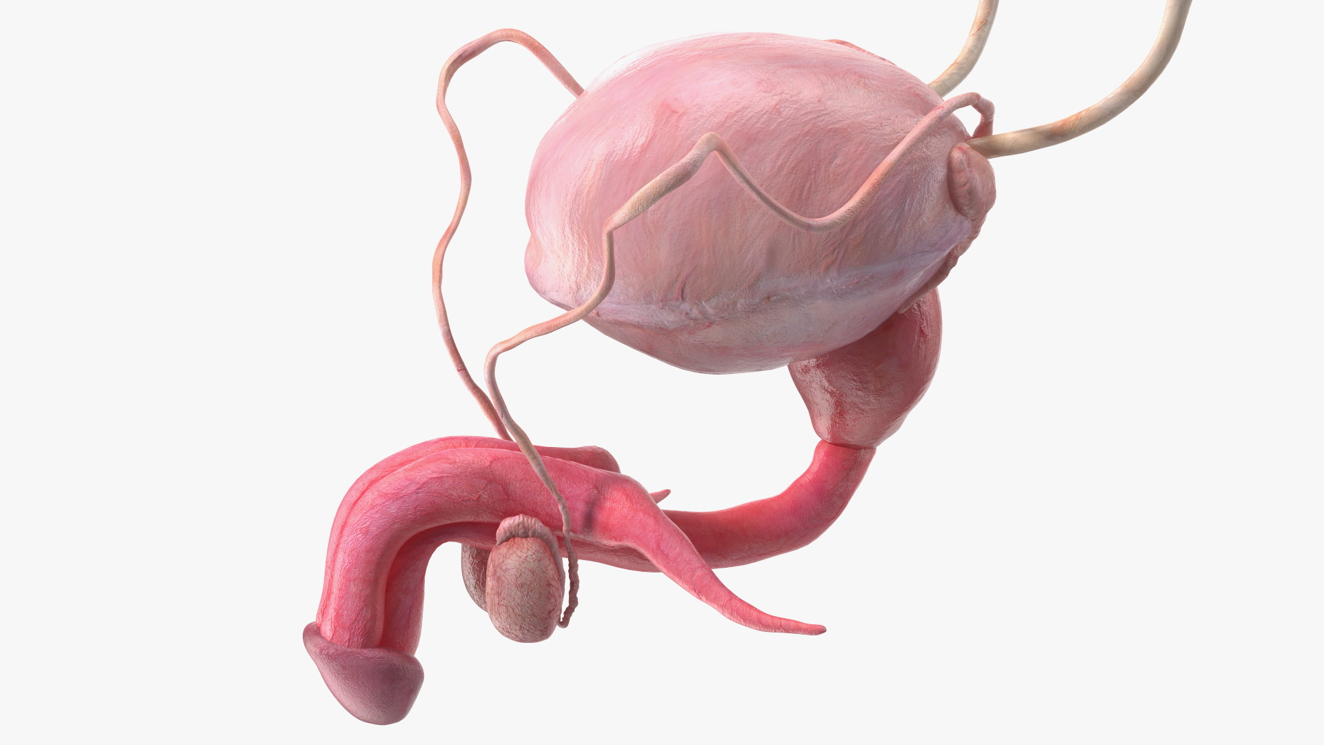 Male Reproductive System 3D model