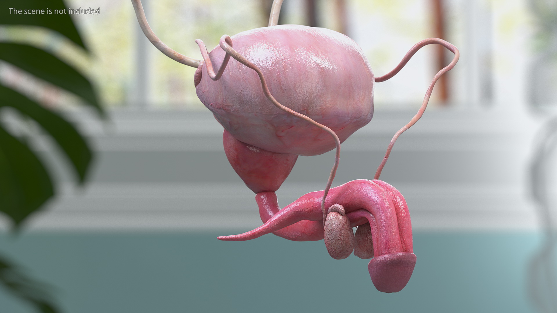 Male Reproductive System 3D model