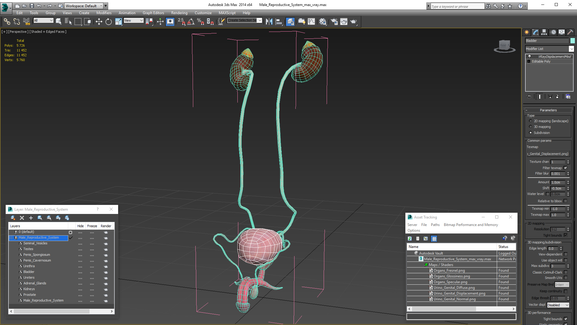 Male Reproductive System 3D model