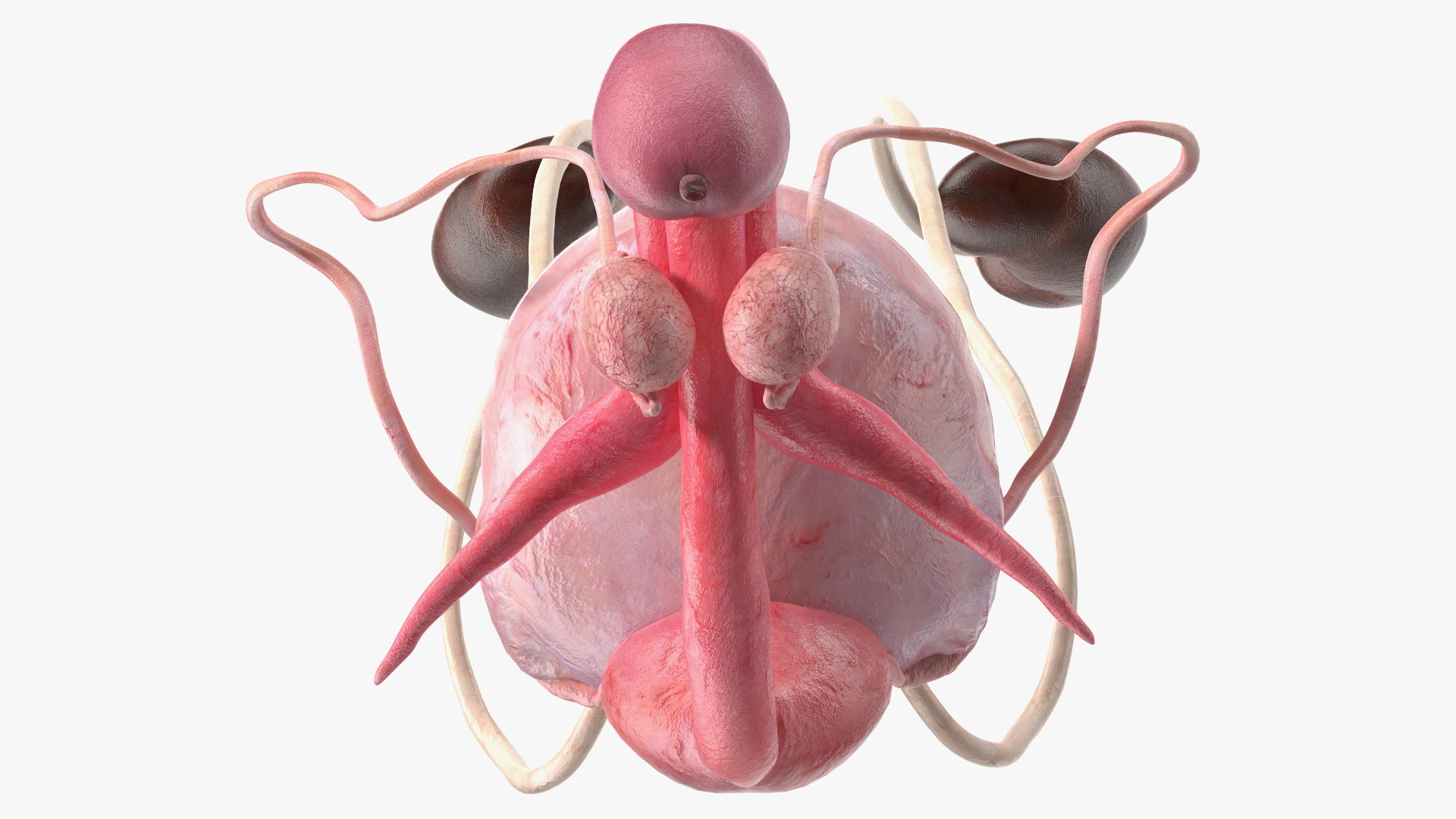 Male Reproductive System 3D model