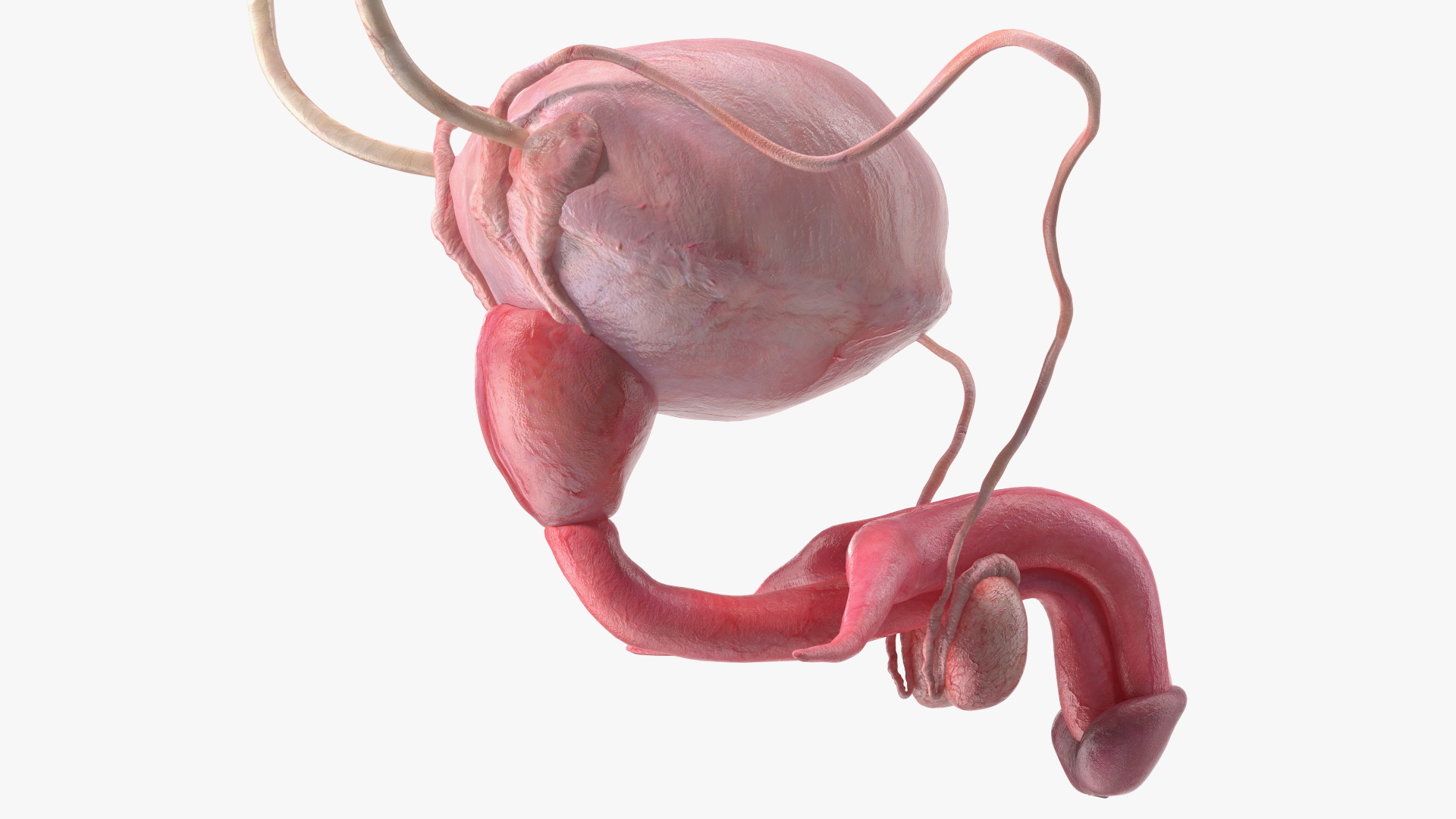 Male Reproductive System 3D model