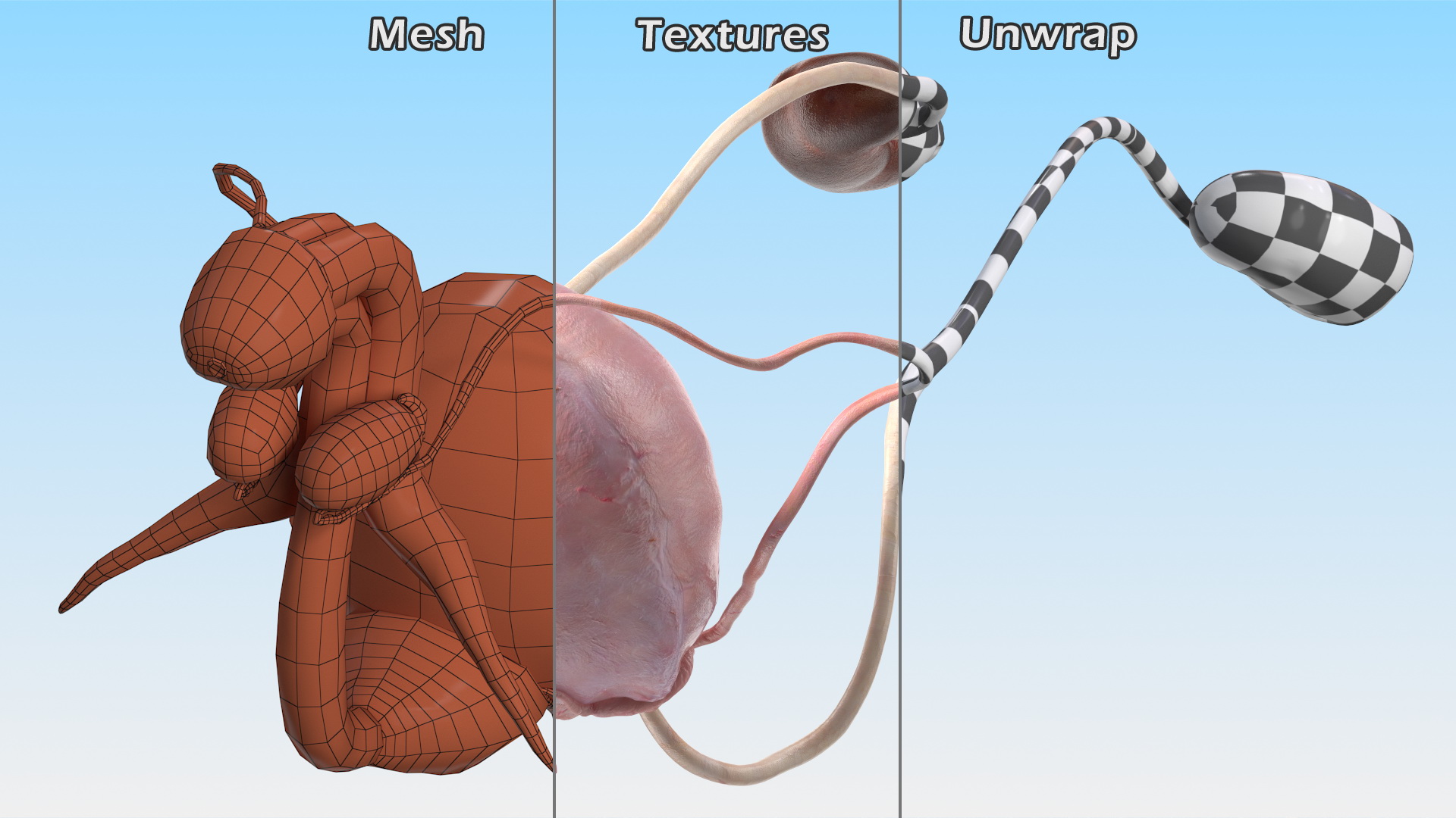 Male Reproductive System 3D model