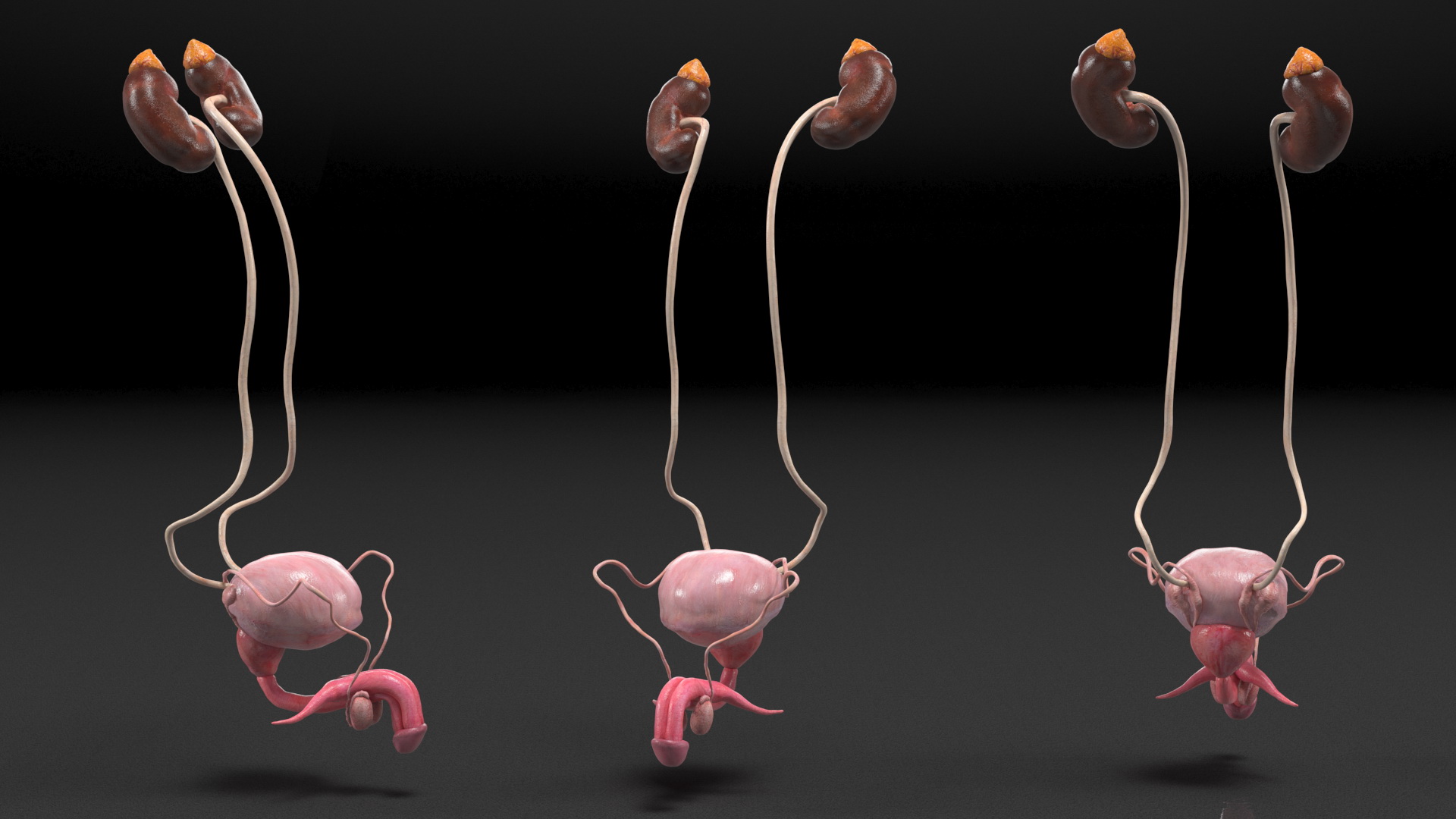 Male Reproductive System 3D model