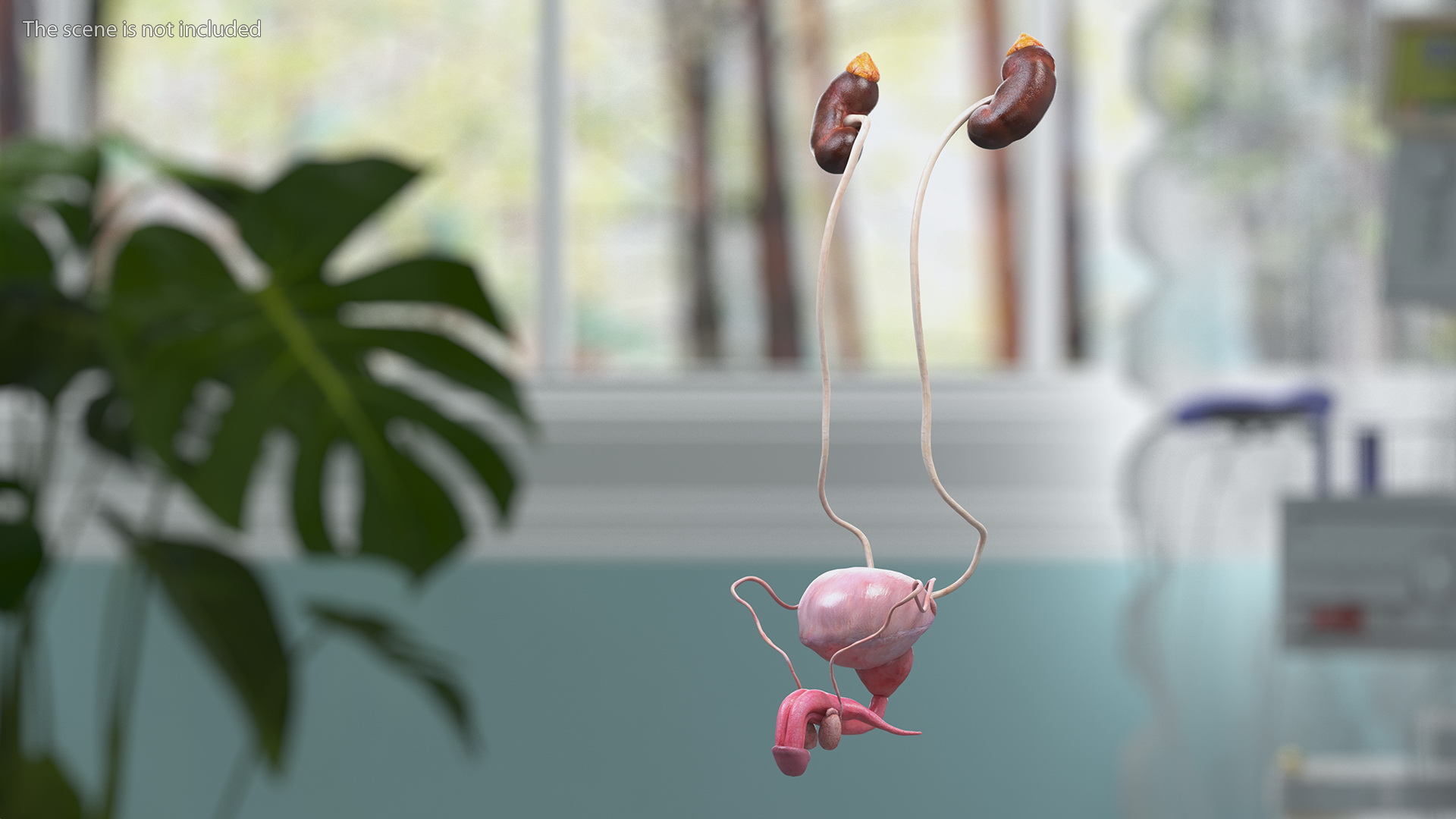 Male Reproductive System 3D model