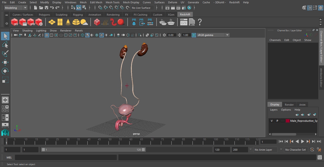 Male Reproductive System 3D model