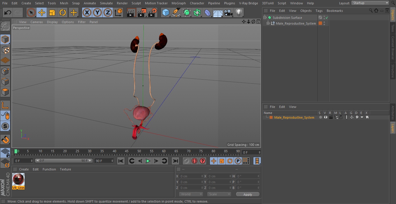 Male Reproductive System 3D model