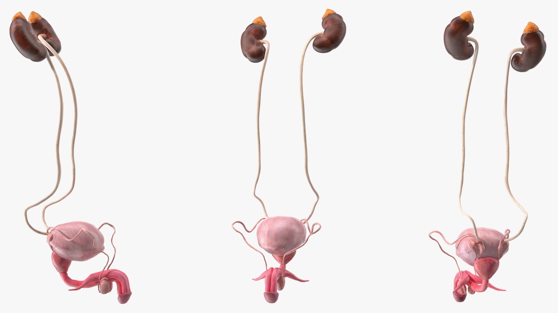 Male Reproductive System 3D model
