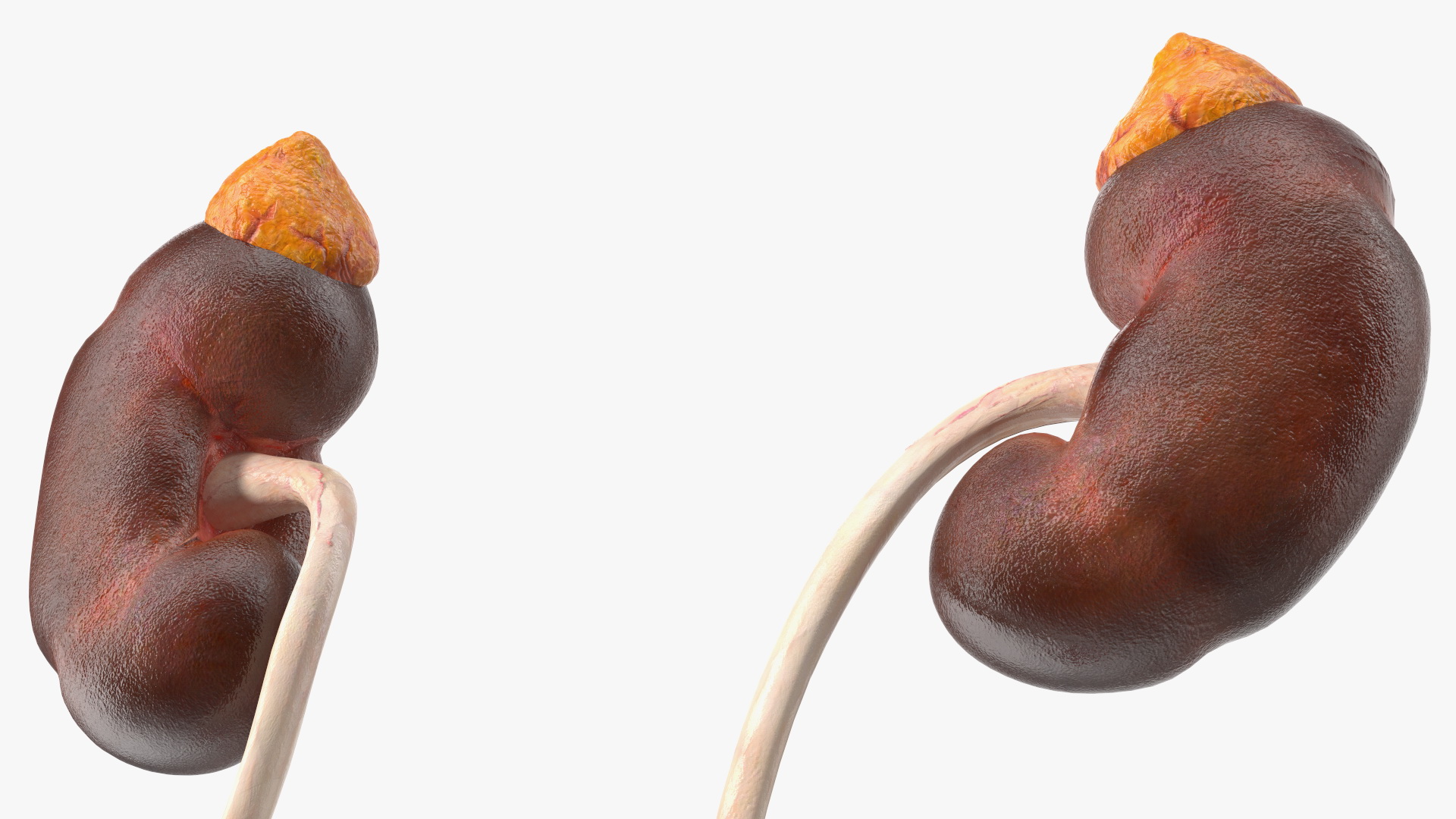 Male Reproductive System 3D model