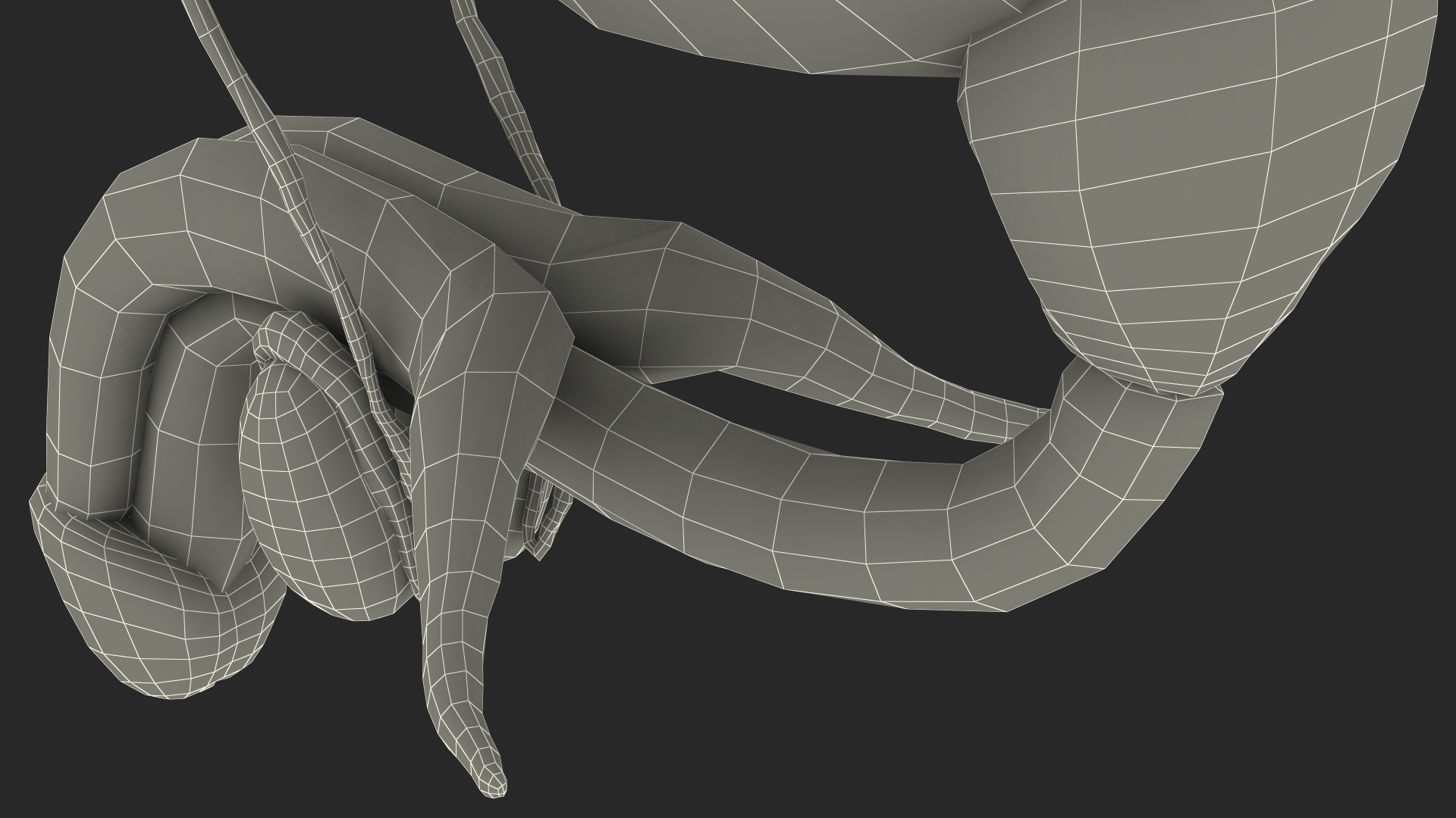 Male Reproductive System 3D model