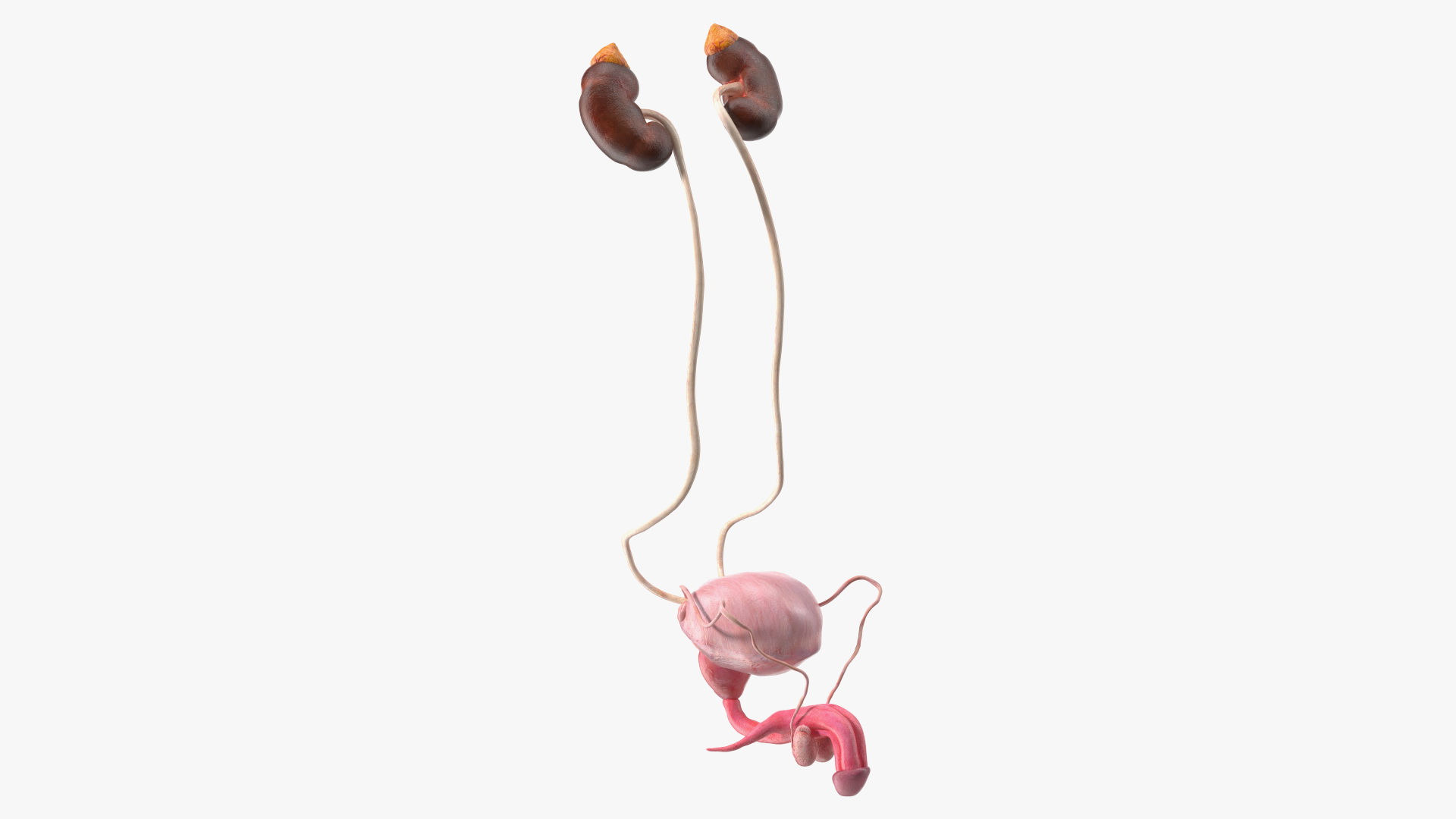 Male Reproductive System 3D model