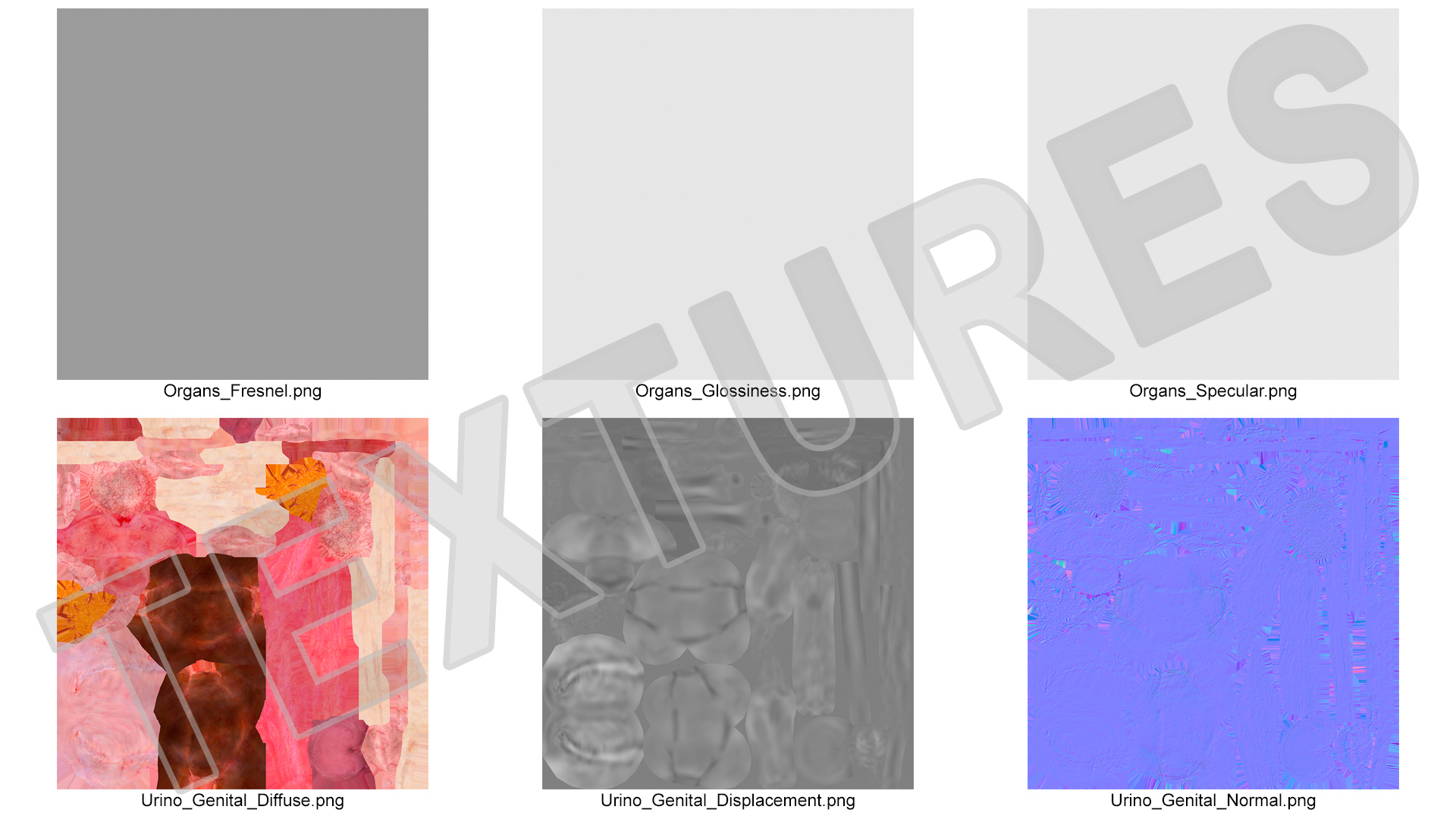 Male Reproductive System 3D model