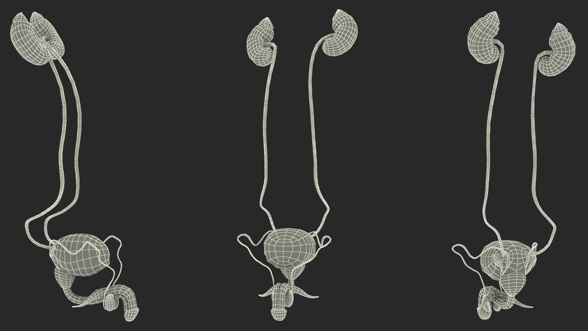 Male Reproductive System 3D model