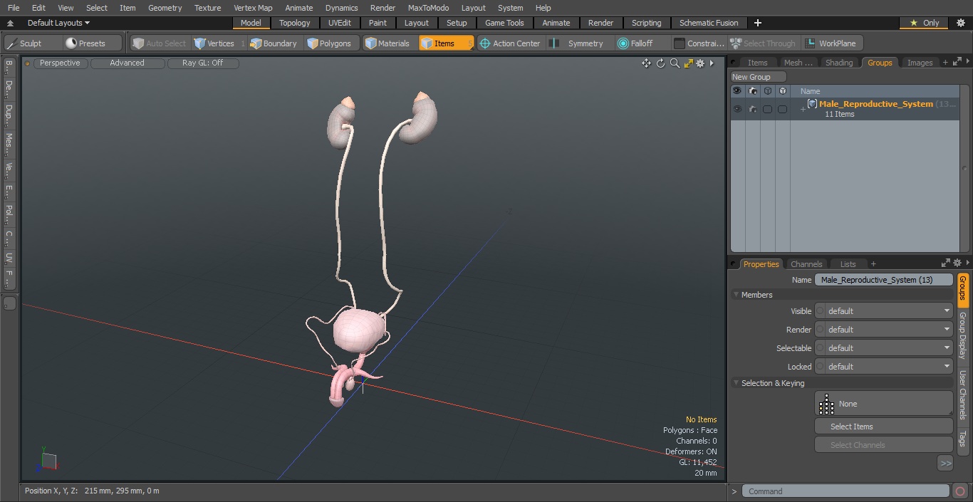 Male Reproductive System 3D model