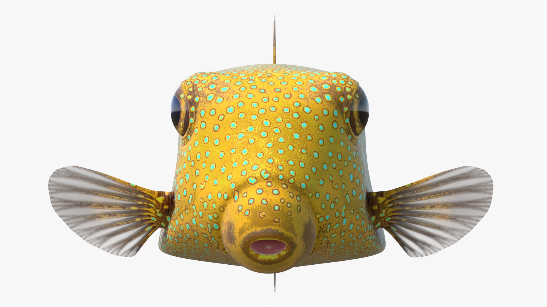 Yellow Spotted Boxfish Rigged 3D model
