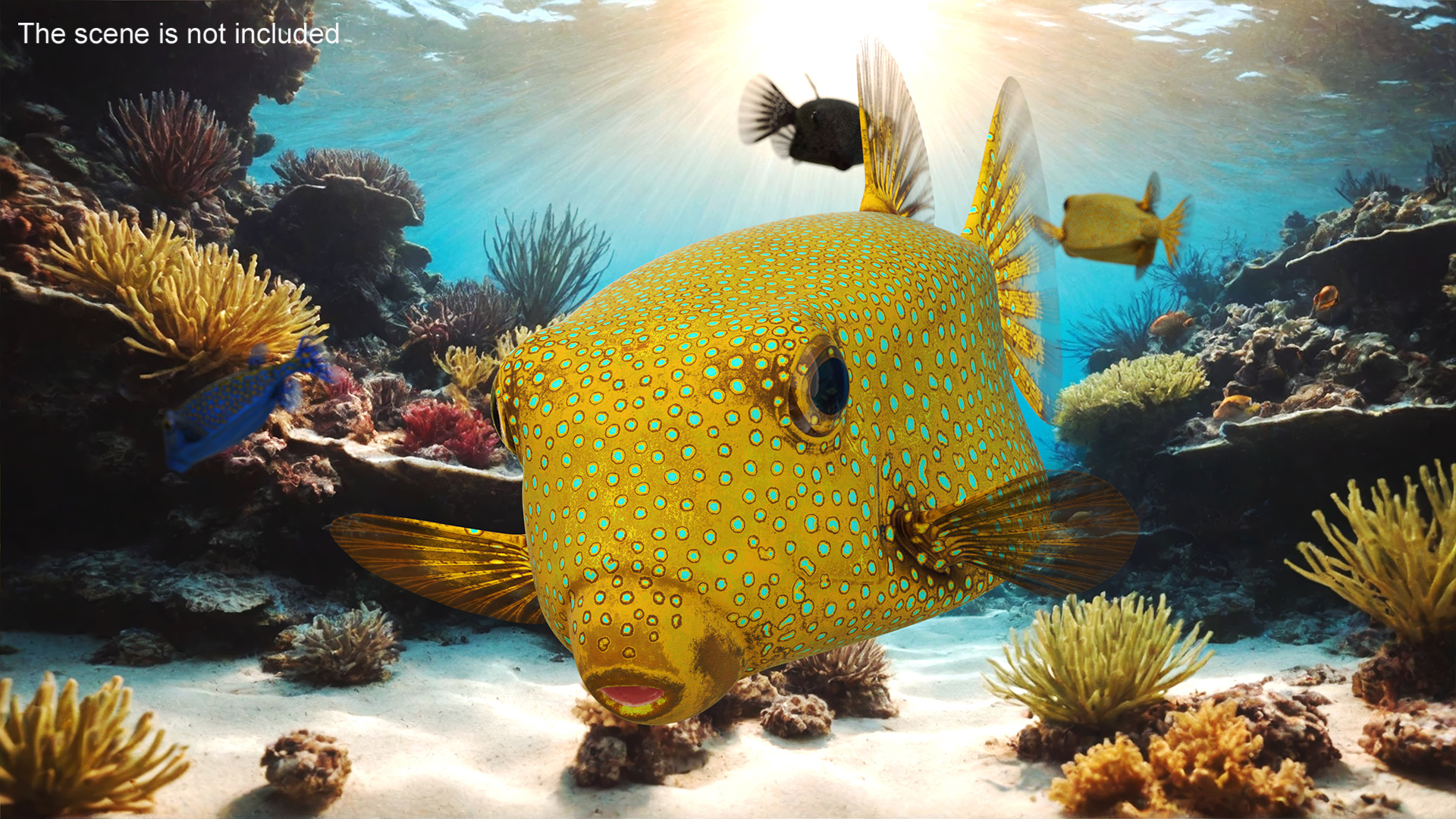 Yellow Spotted Boxfish Rigged 3D model