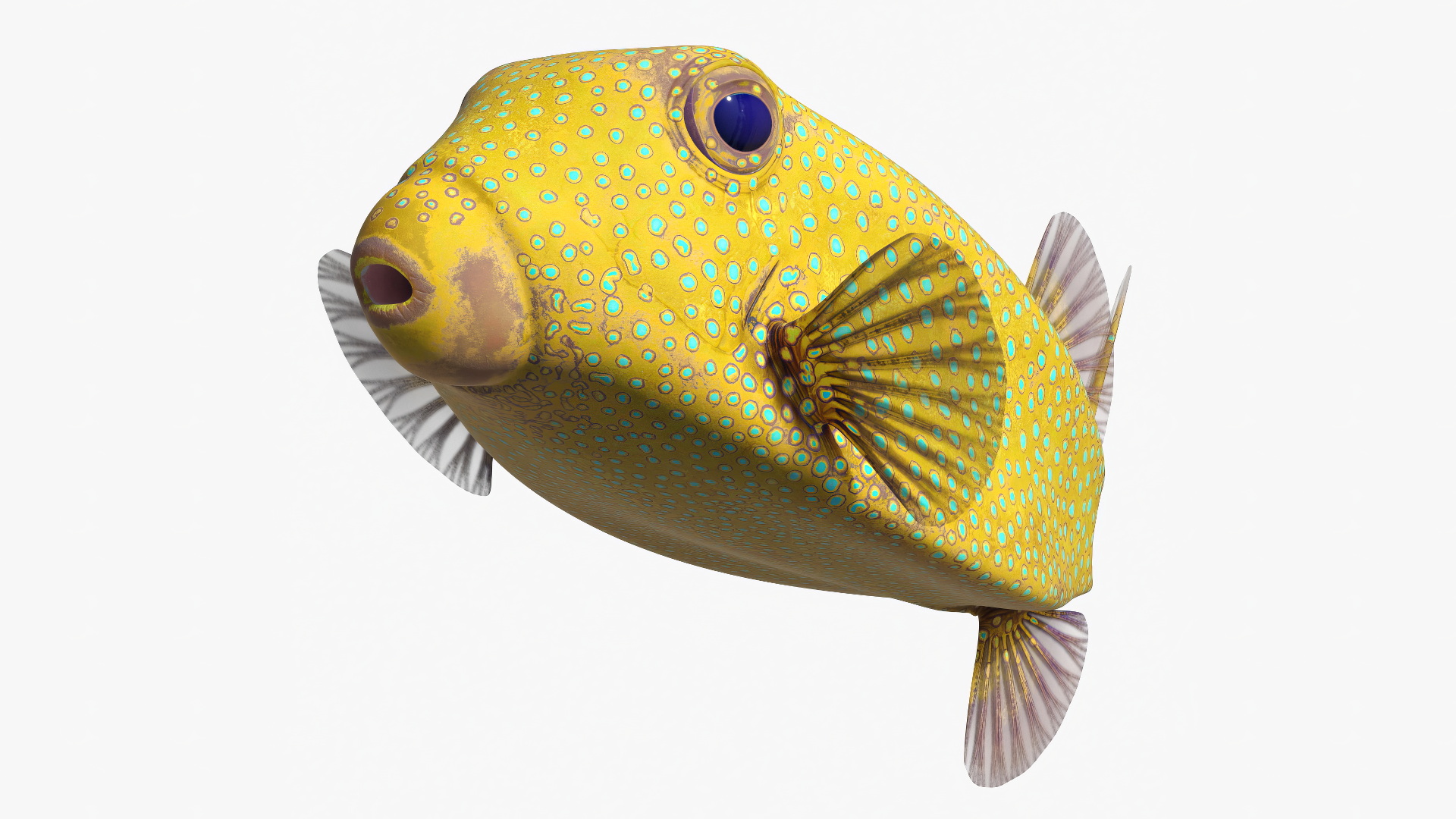 Yellow Spotted Boxfish Rigged 3D model