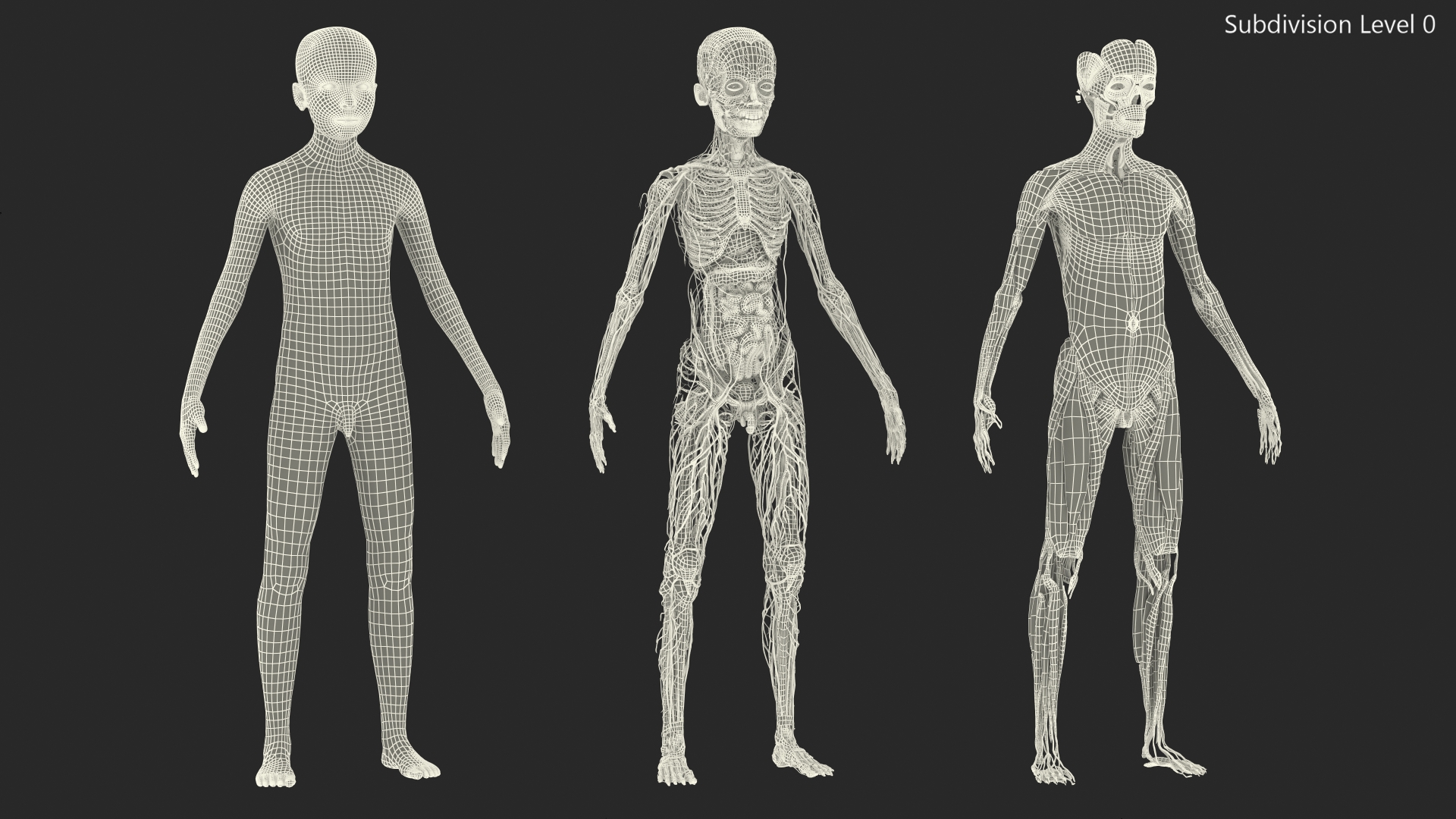 3D Young Man Full Body Anatomy Set