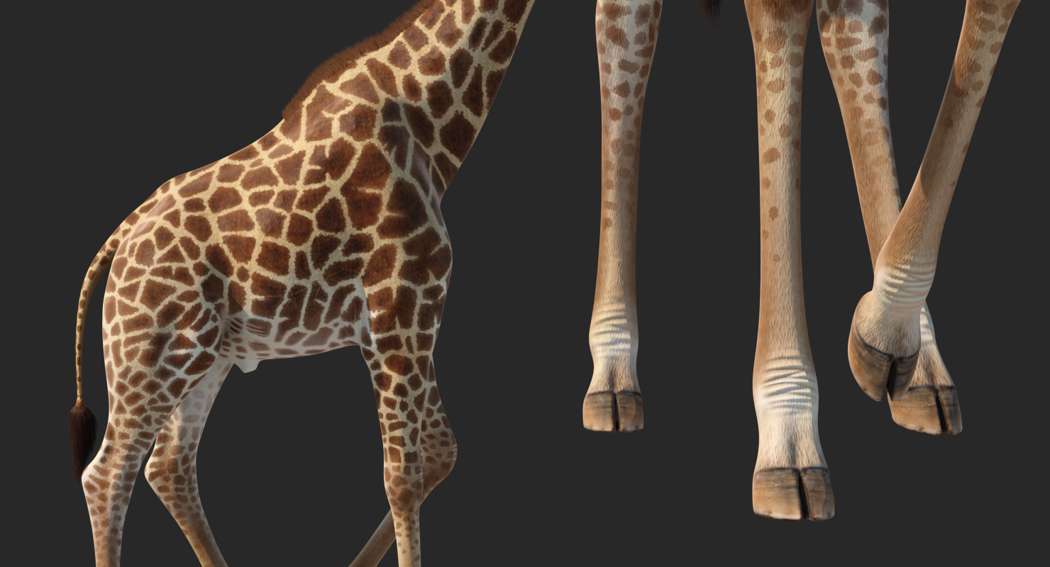 Giraffe Walking Pose Fur 3D model