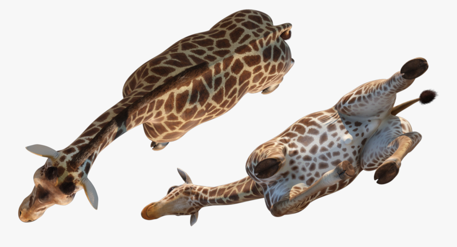Giraffe Walking Pose Fur 3D model