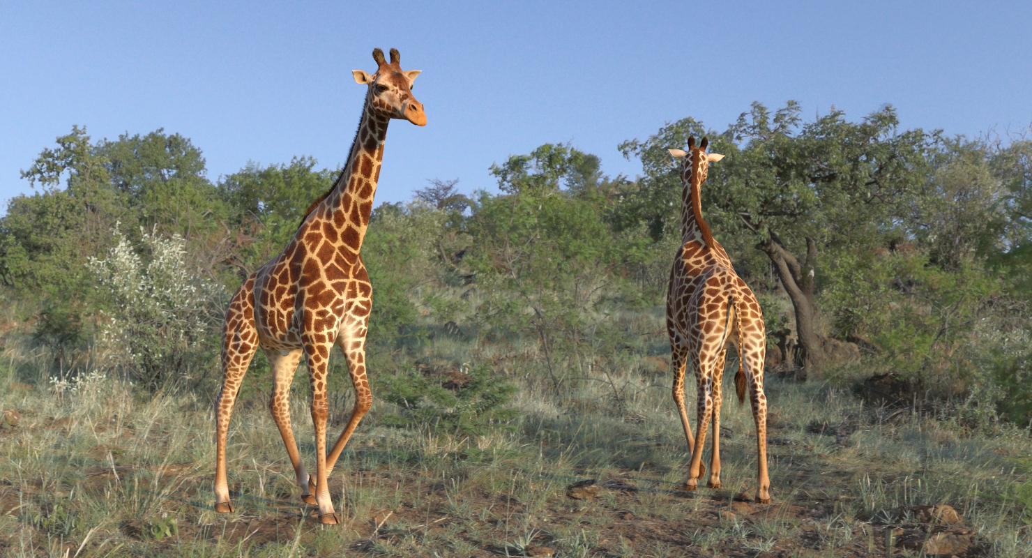 Giraffe Walking Pose Fur 3D model