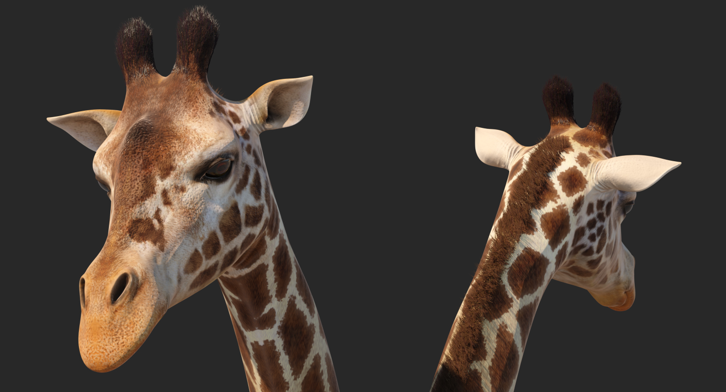 Giraffe Walking Pose Fur 3D model