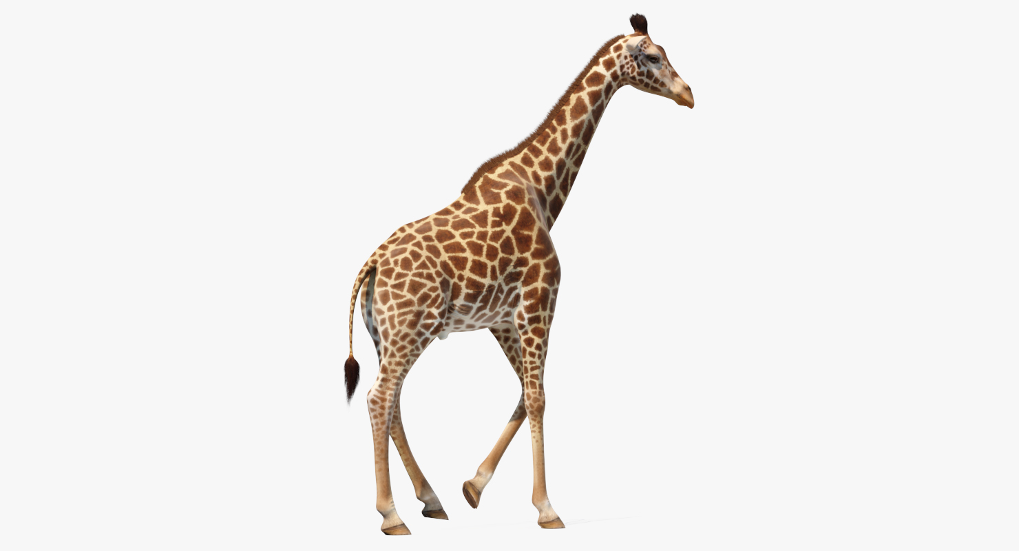 Giraffe Walking Pose Fur 3D model