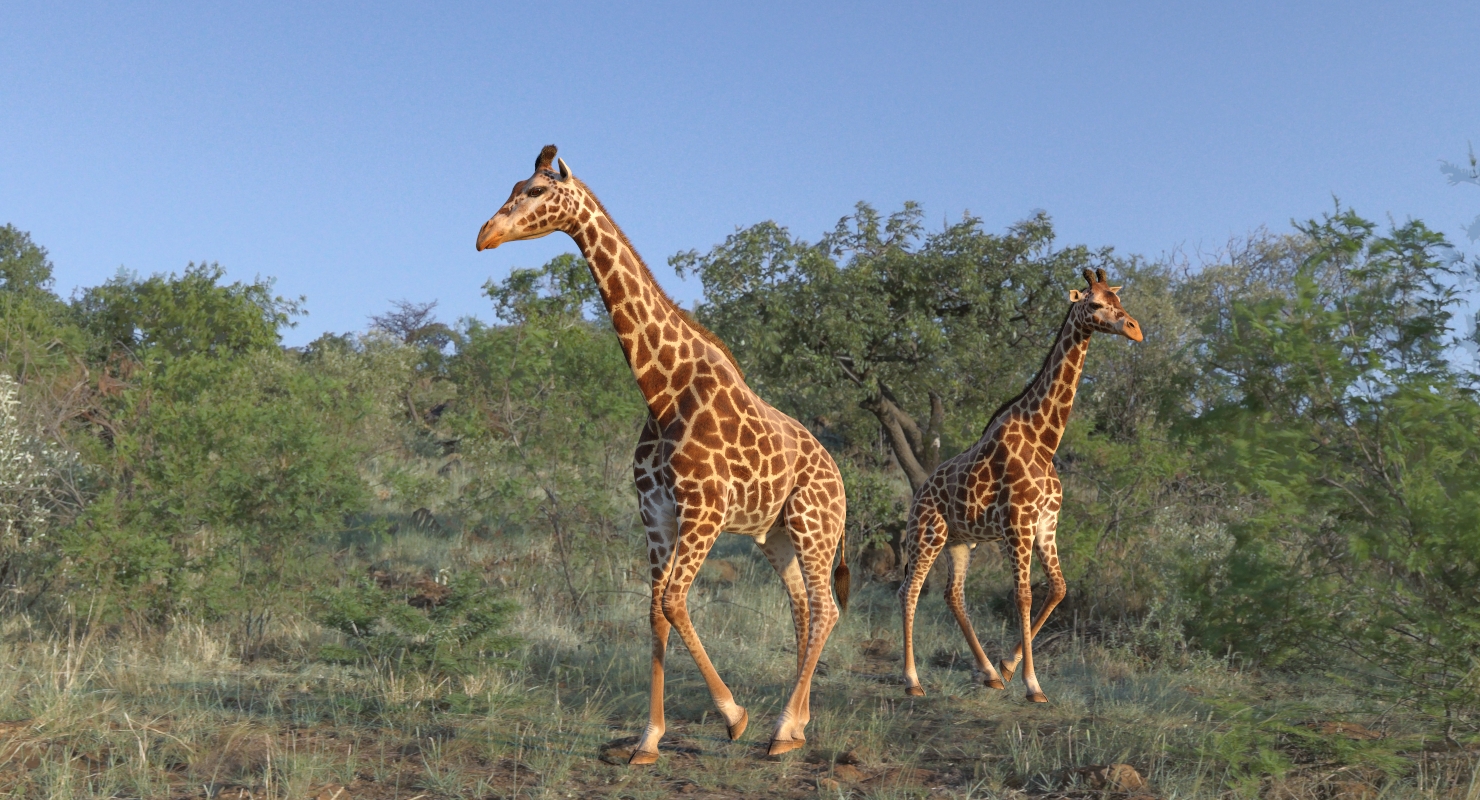 Giraffe Walking Pose Fur 3D model