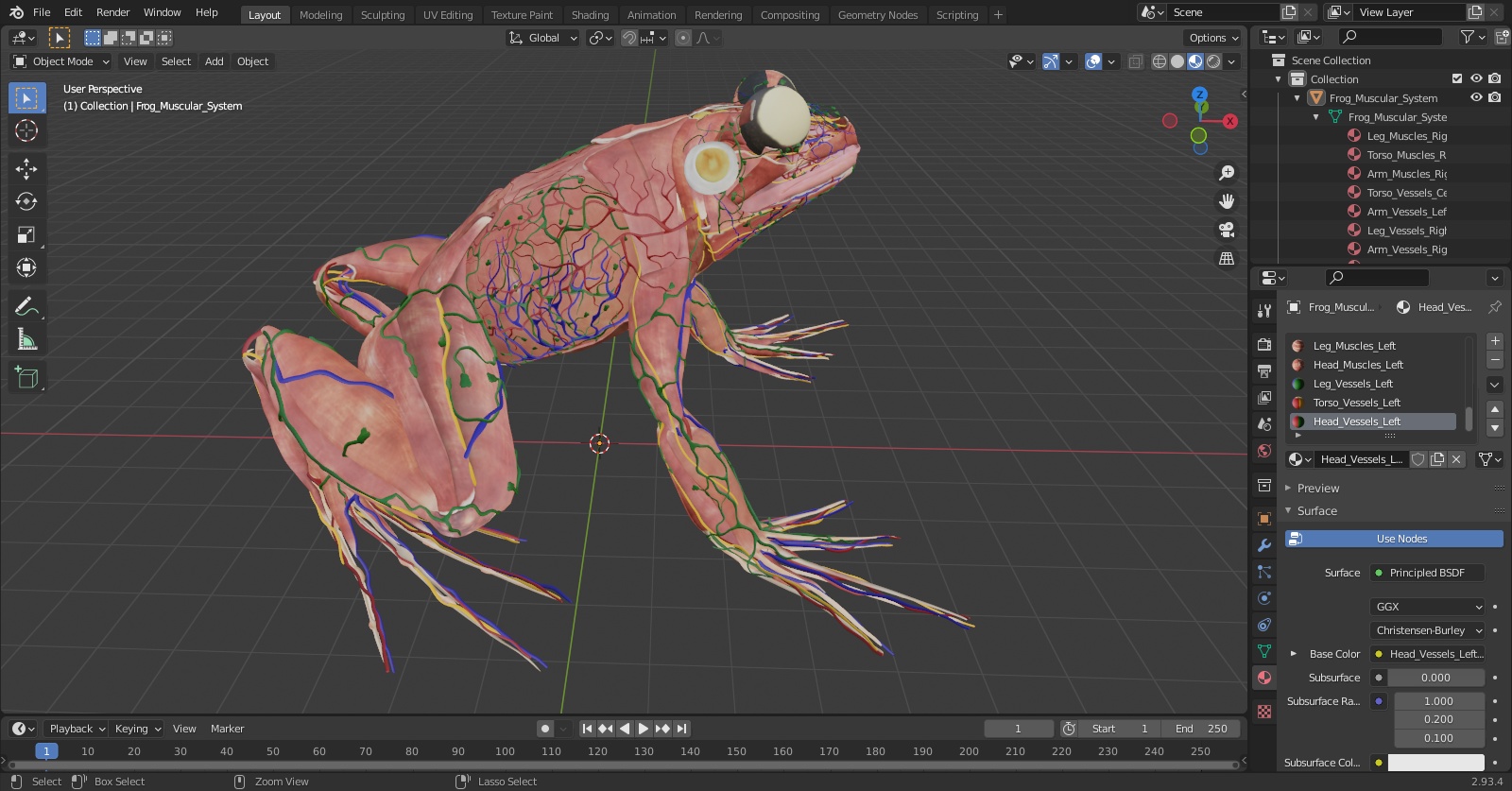 3D model Frog Muscular System