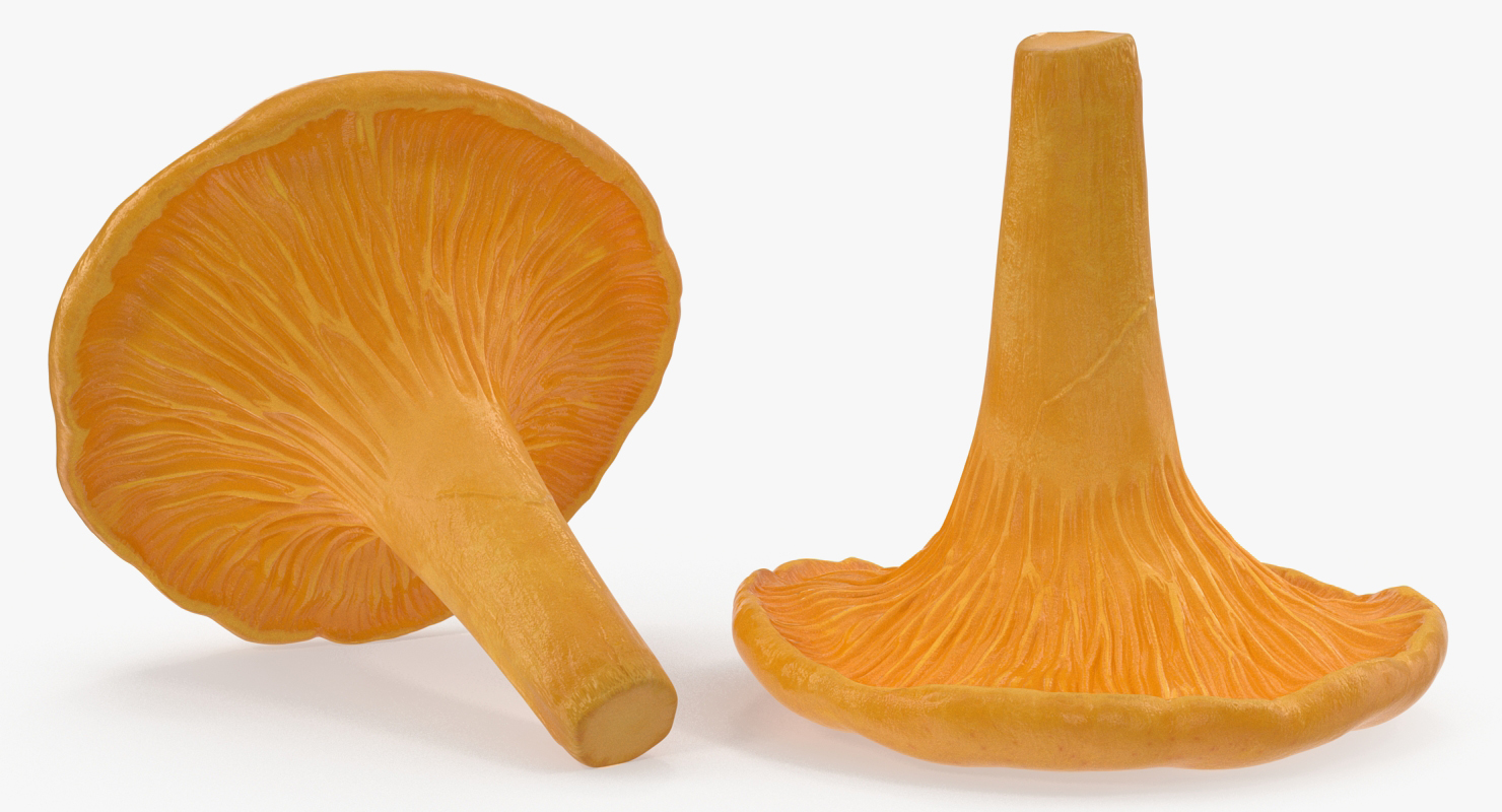 Young Yellow Chanterelle 3D model